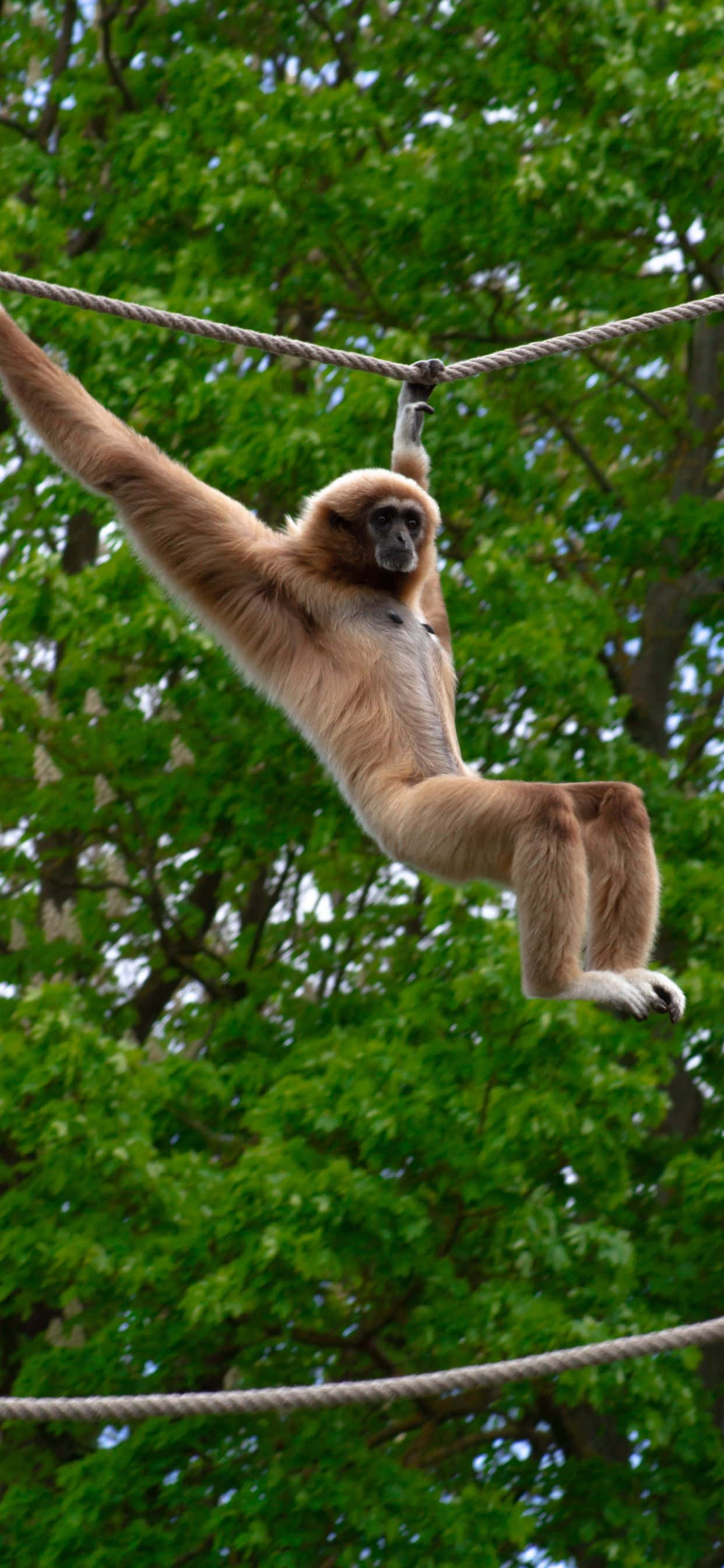 Kry die nuwe iPhone Xs Max Gibbon en sluit aan by die toekoms van tegnologie. Muurpapier