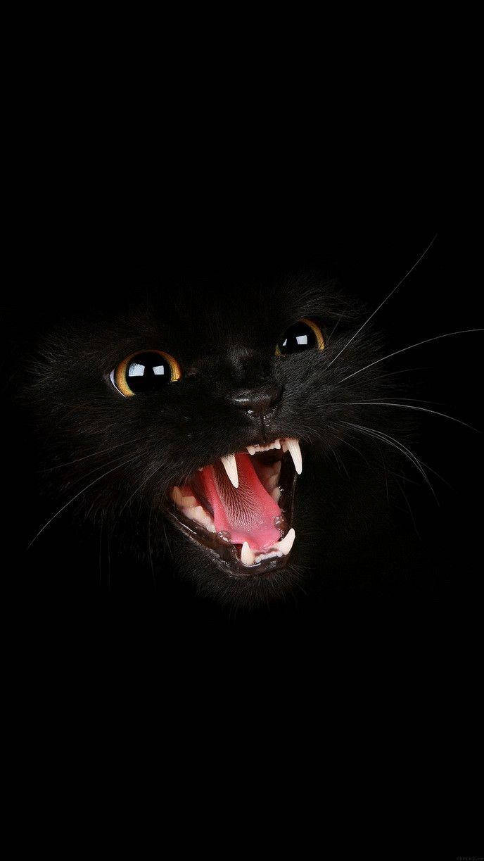 Kwaad Swart Kat In Donker Skerm Muurpapier