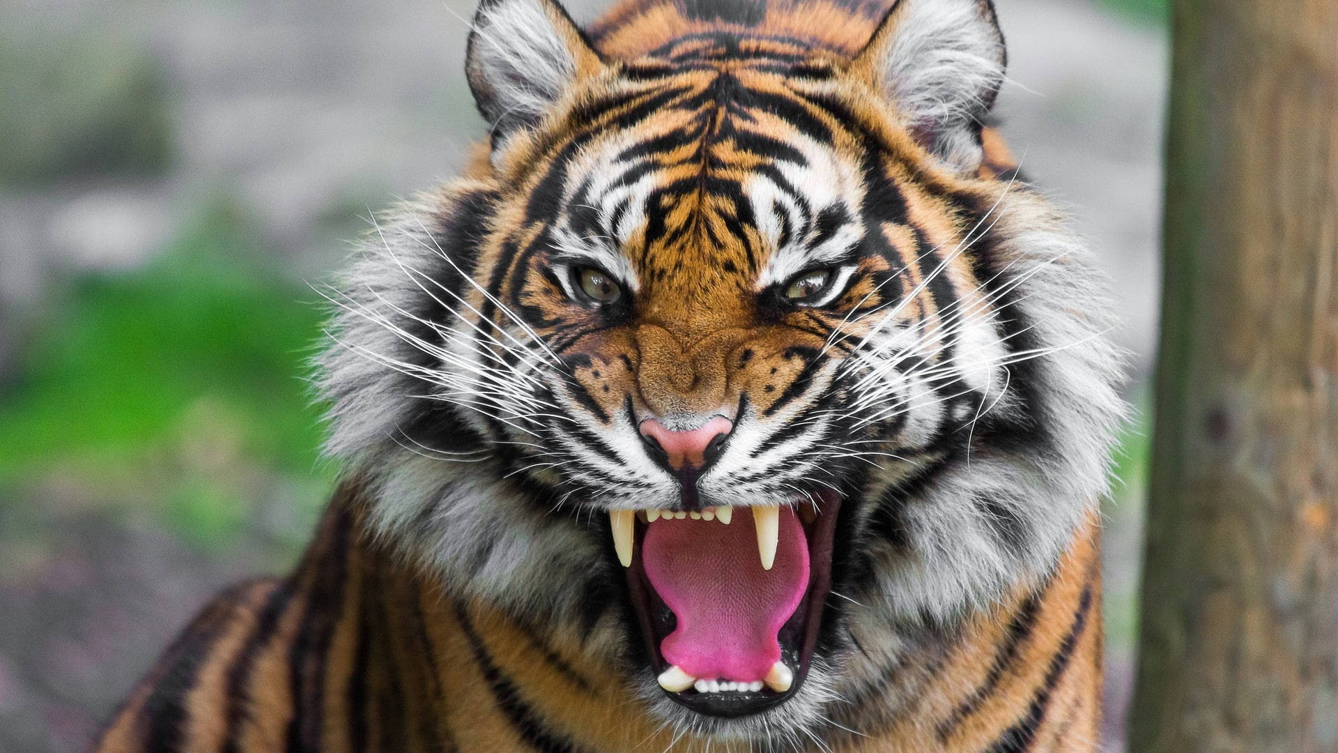 Kwaai Harimau Muurpapier