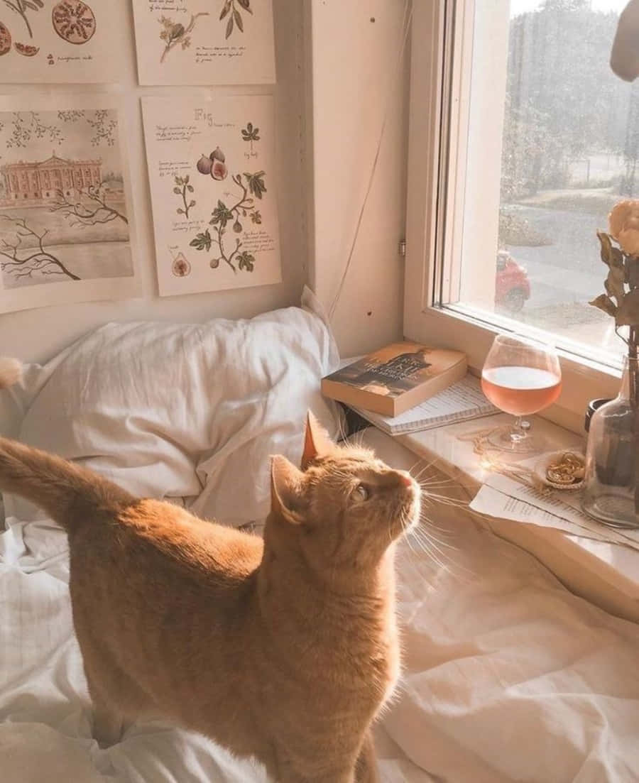 Kyk in My Oë - 'n Estetiese Kat Wys Sy Siel. Muurpapier