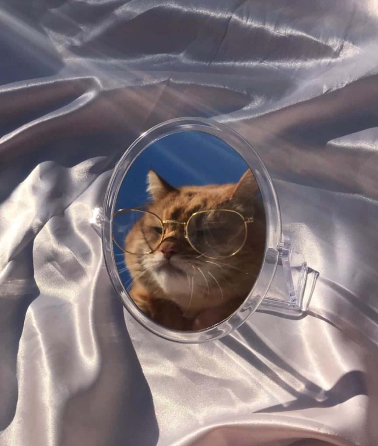 Kyk na hierdie pragtige estetiese kat! Muurpapier