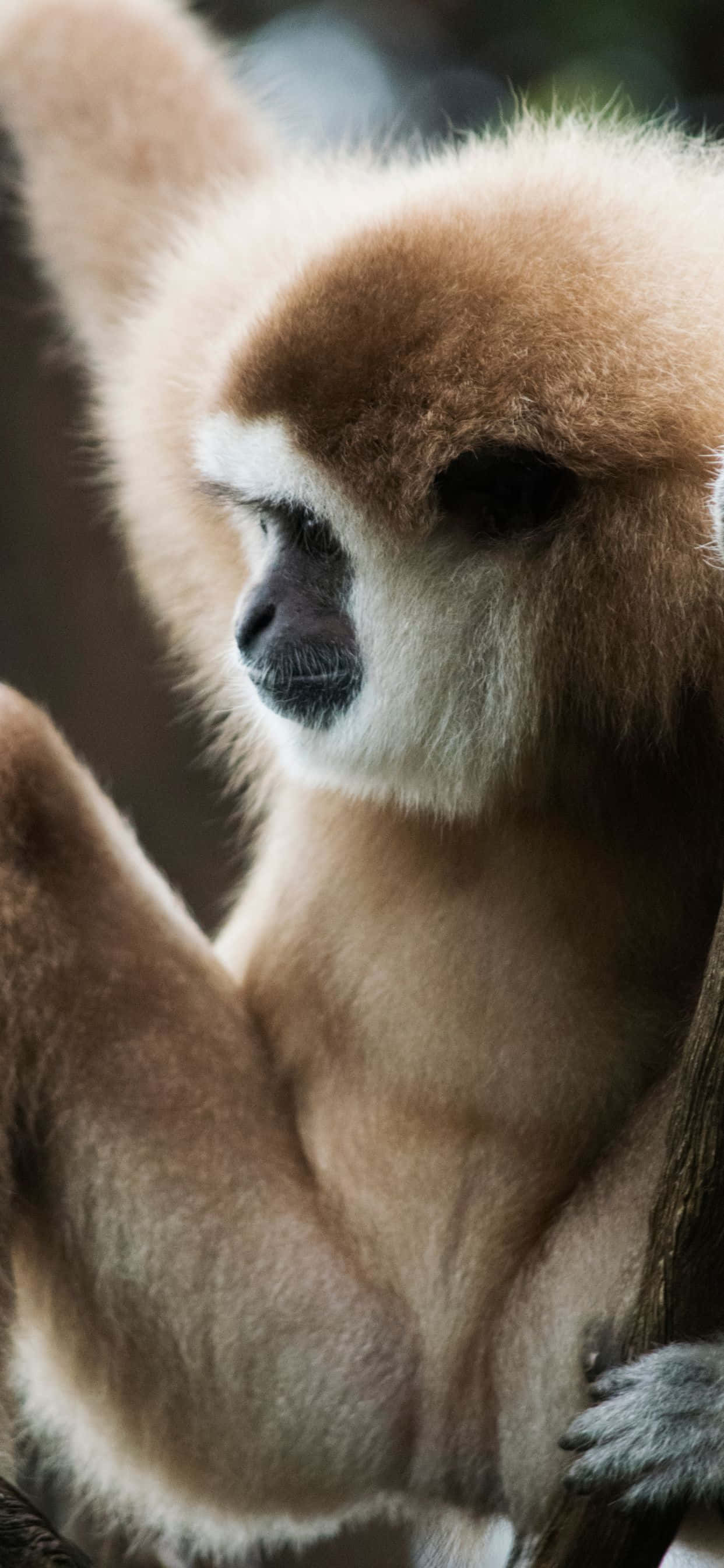 Raak Geïnspireer deur iPhone Xs Max Gibbon Muurpapier