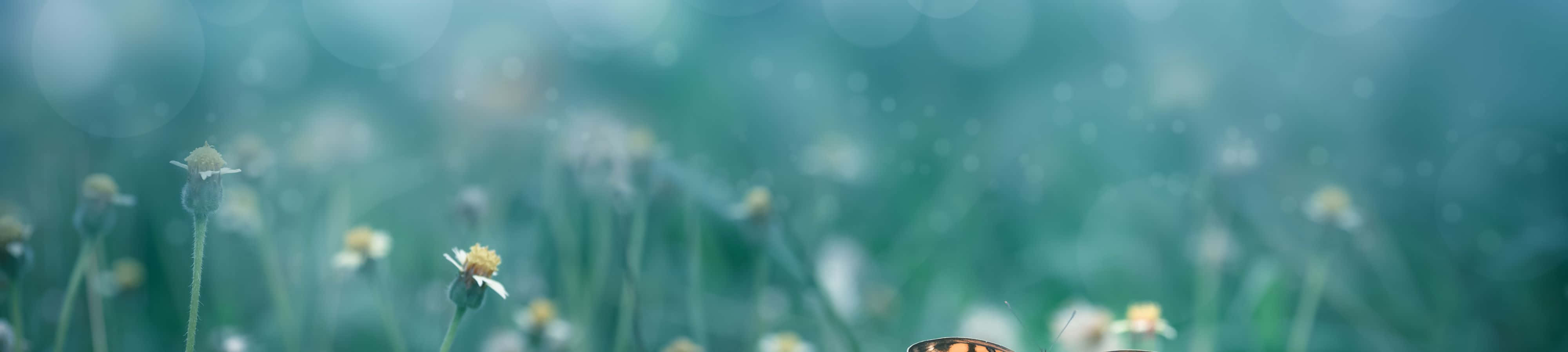 Laat jou inspireer deur die natuur Muurpapier