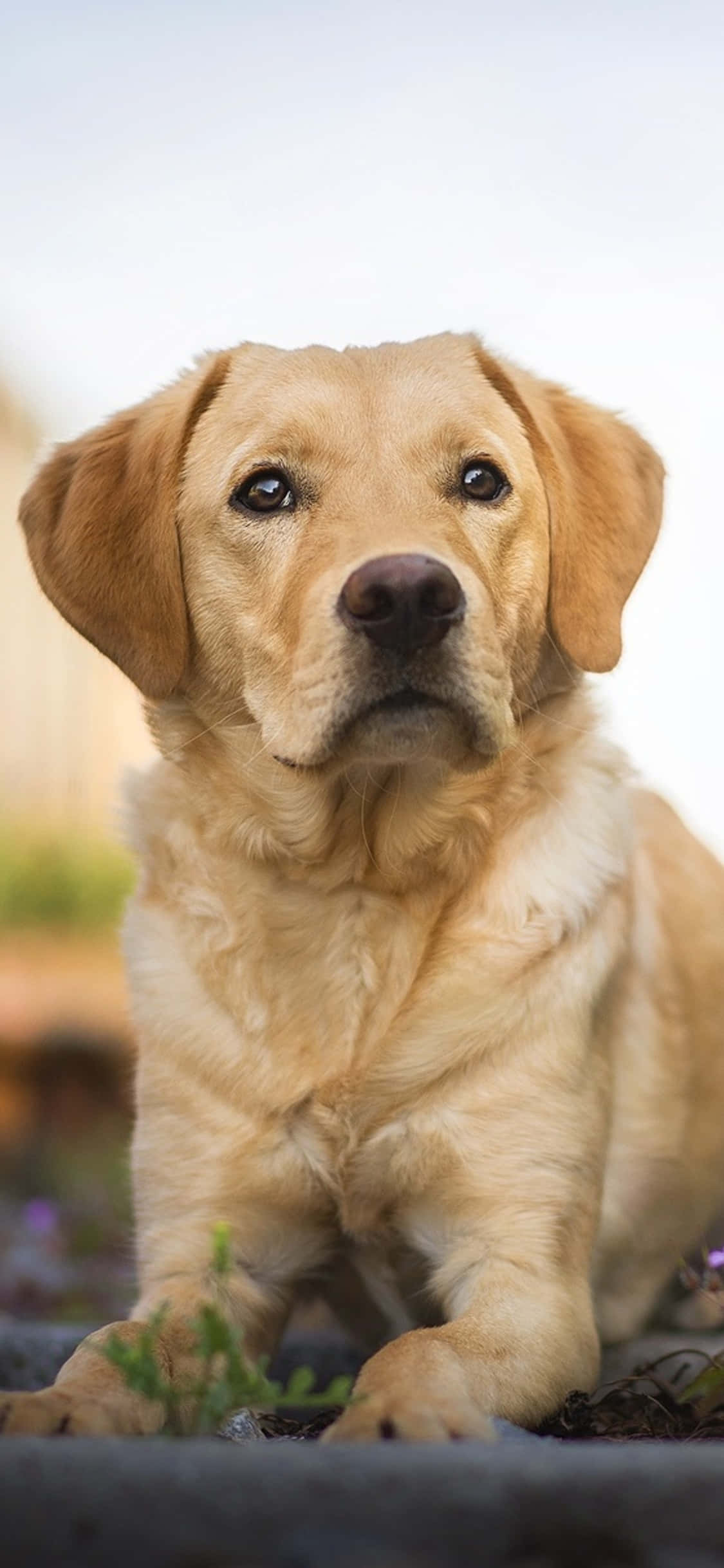 Labrador agtergrond Muurpapier