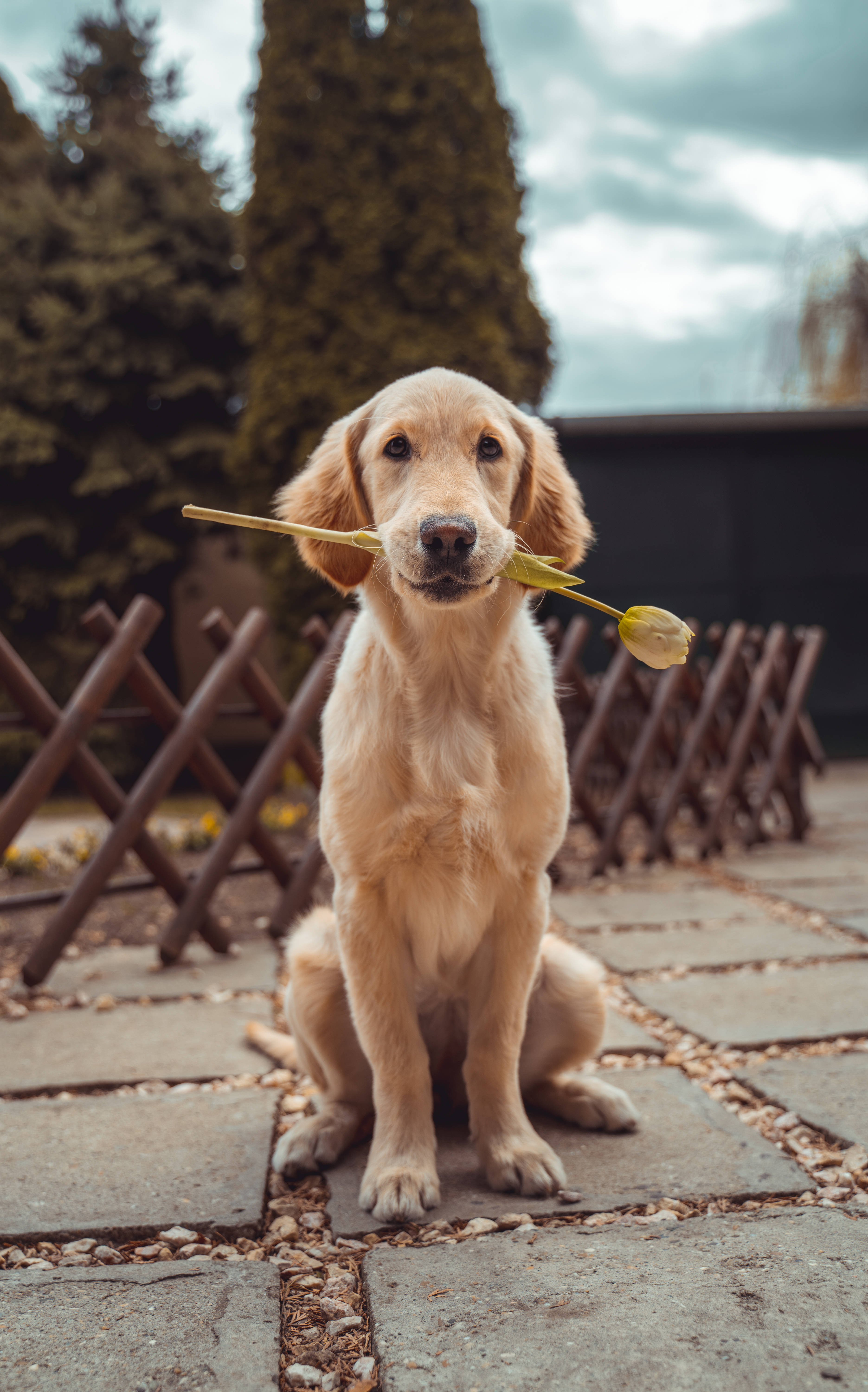 Labrador Retriever Prent Muurpapier