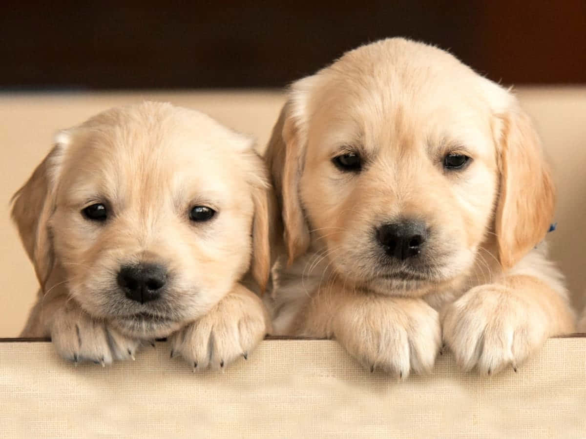 Labrador Retriever oulike hondjie prentjie Muurpapier