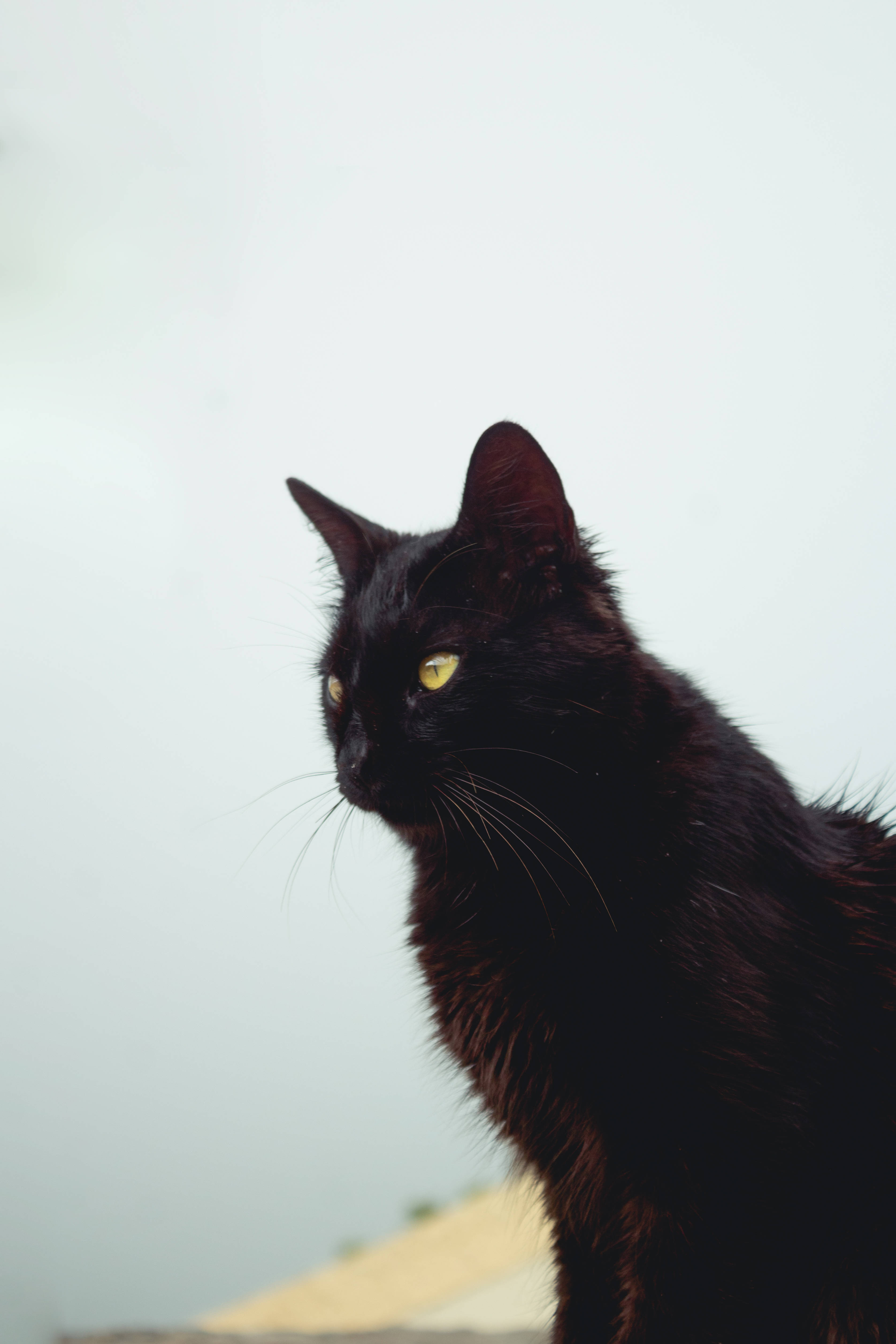 Langharige Swart Kat Muurpapier