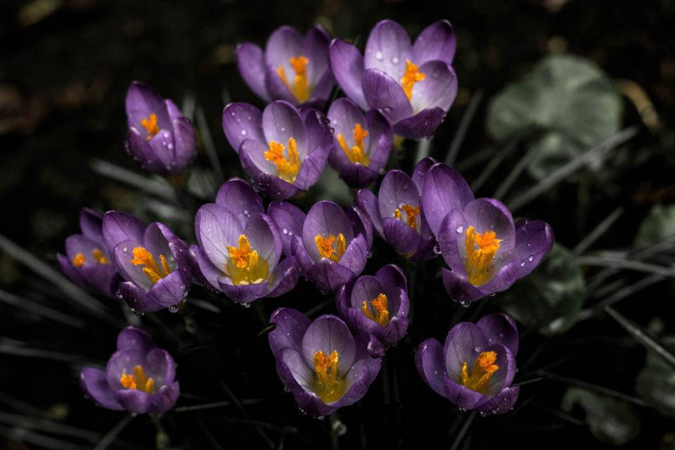 Lavender Estetiese Krokusblomme Muurpapier
