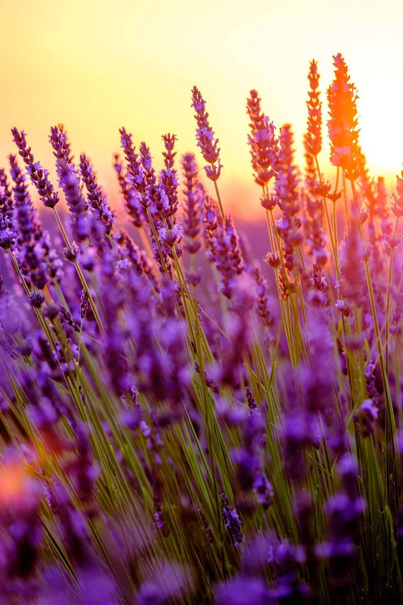 Lavender Estetiese Blomknoppe en Sonlig Muurpapier