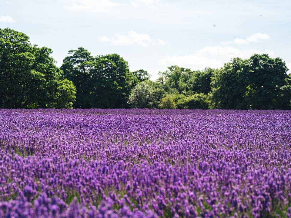 Laventel Estetiese See Van Blomme En Bome Muurpapier