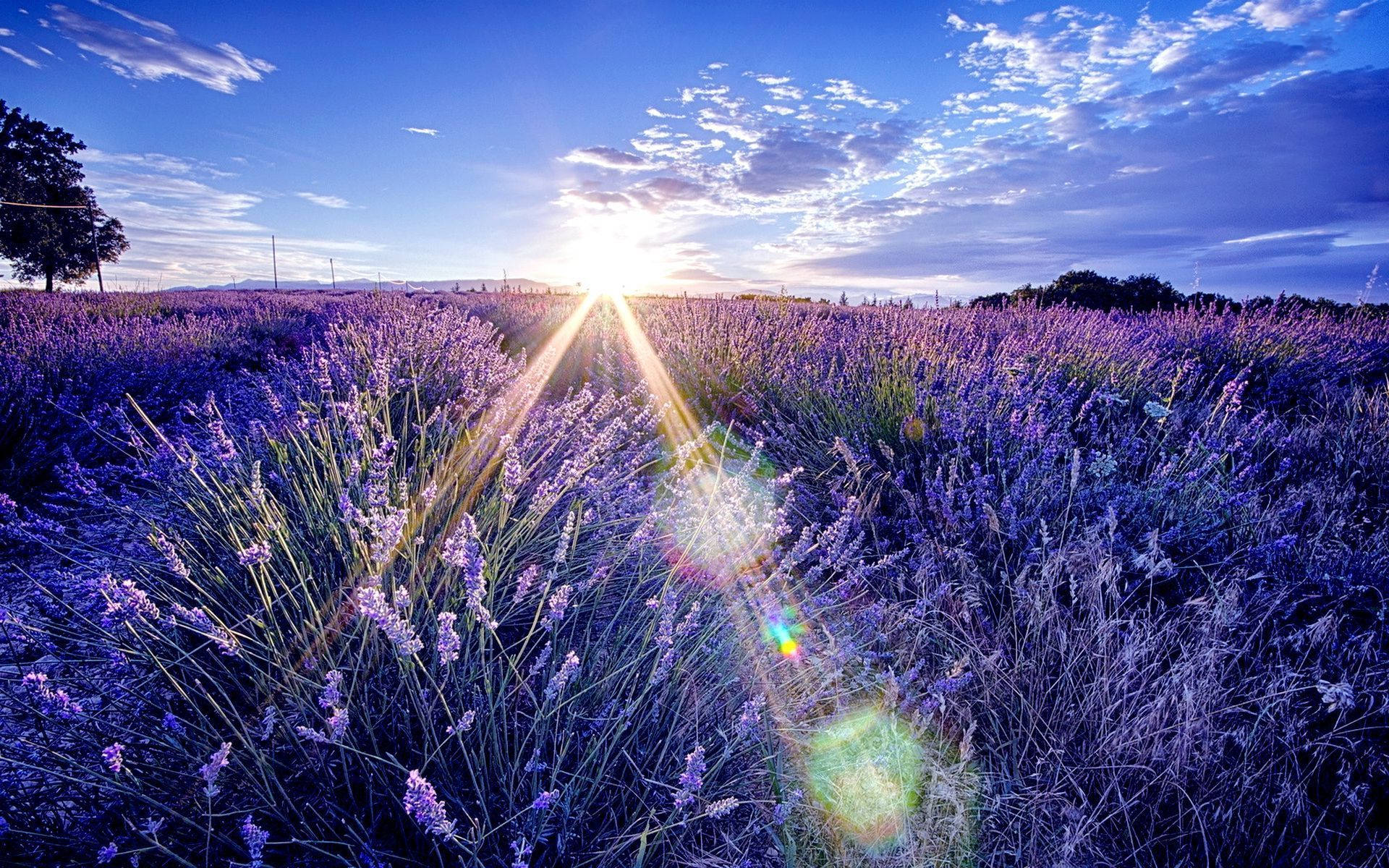 Laventel Estetiese Veld en die Sonsopkoms Muurpapier