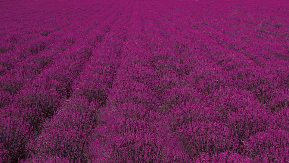 Laventel Estetiese Wye Veld Bossies Muurpapier