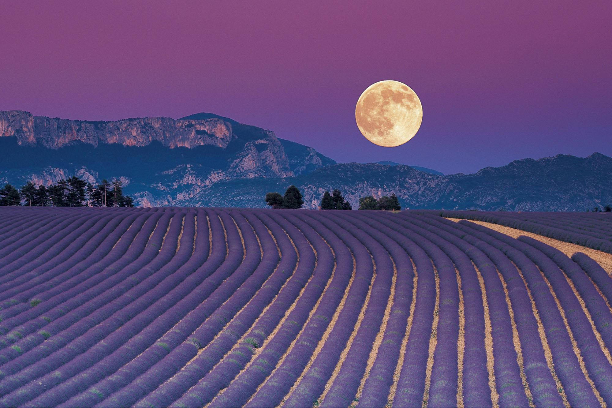 Laventel Estetiese Veld en 'n Volmaan Muurpapier