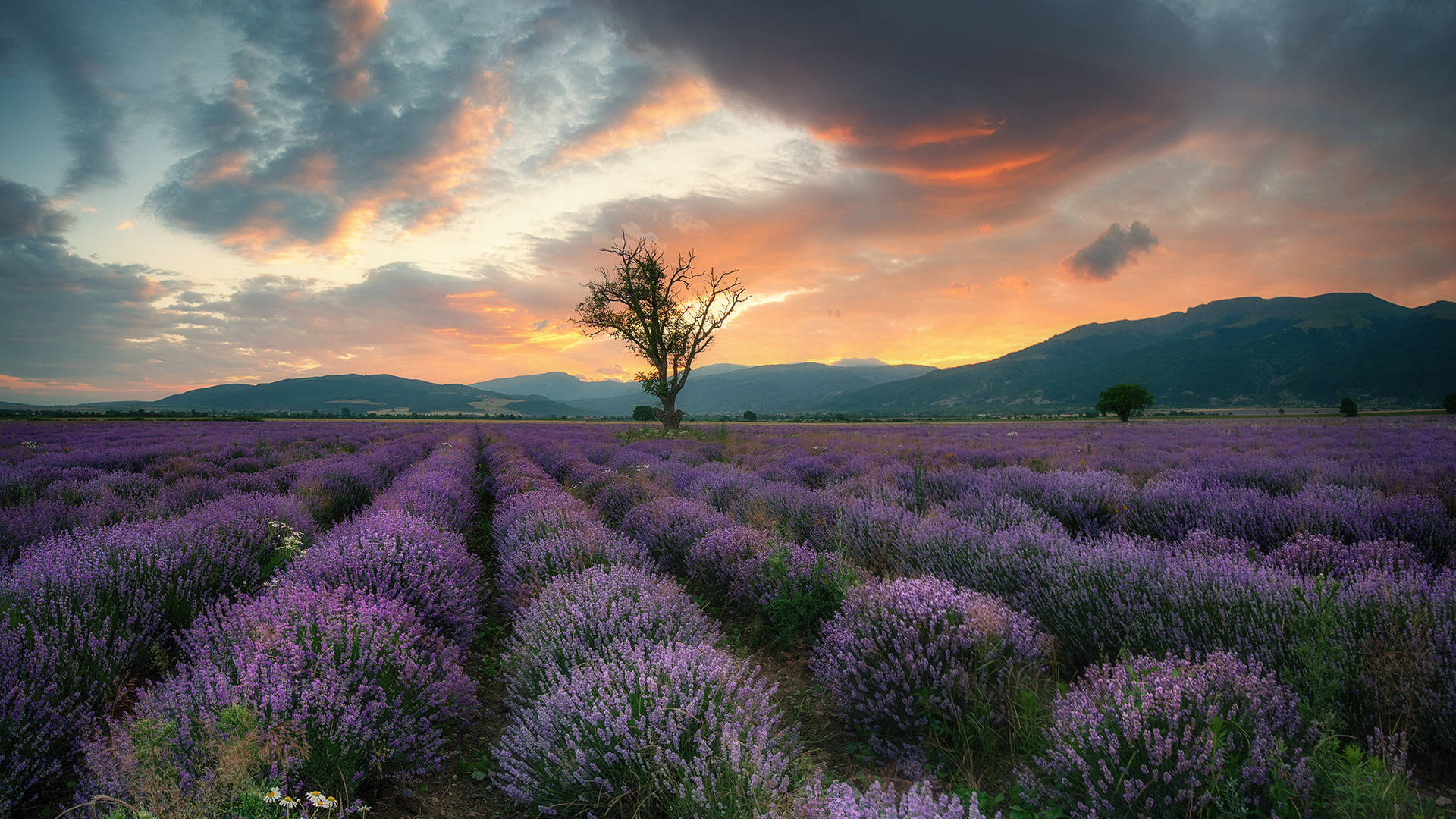Laventel Estetiese Veld, Berge, En Sonsondergang Muurpapier