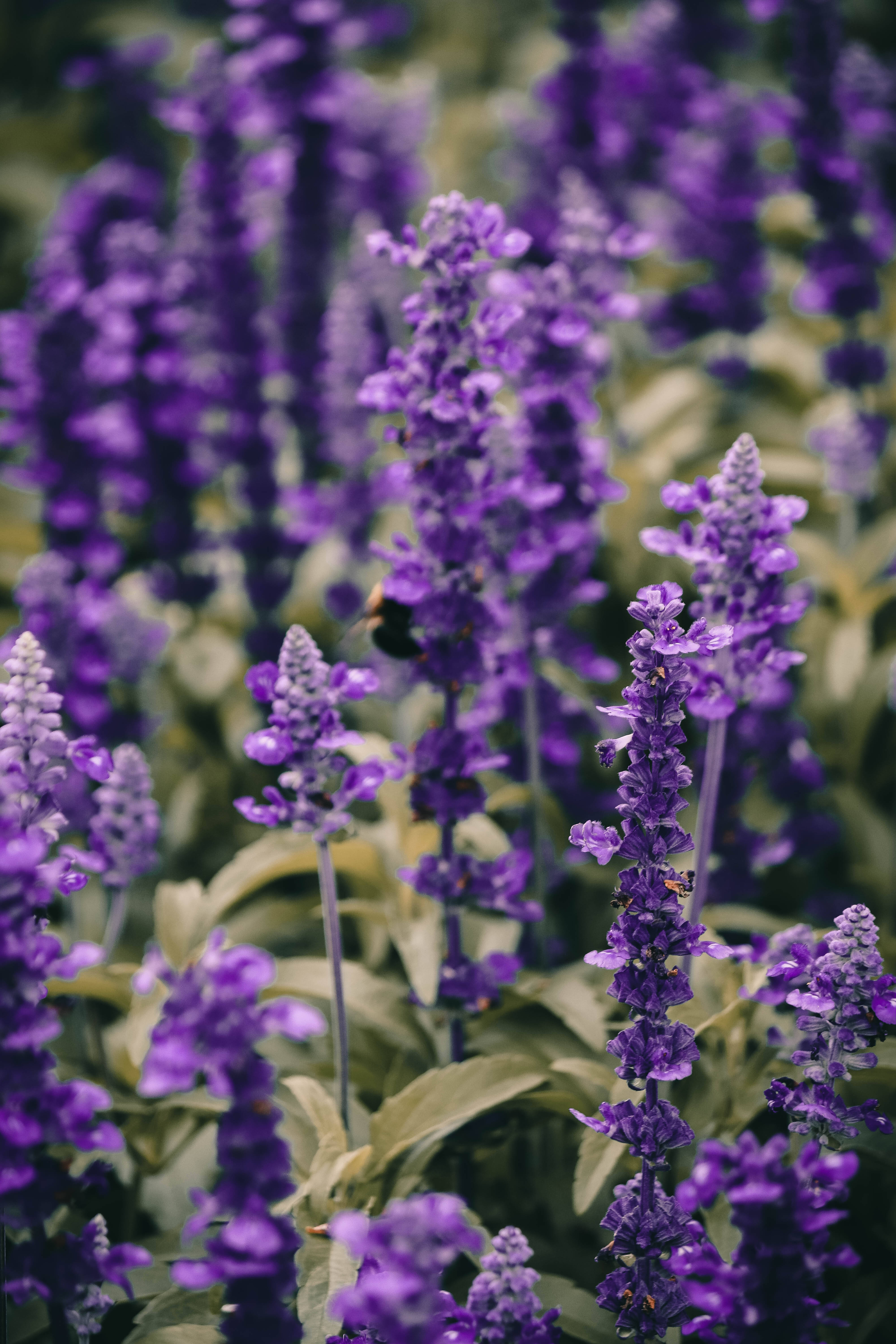 Laventel Estetiese Lewendige Blom Nabyfoto Muurpapier