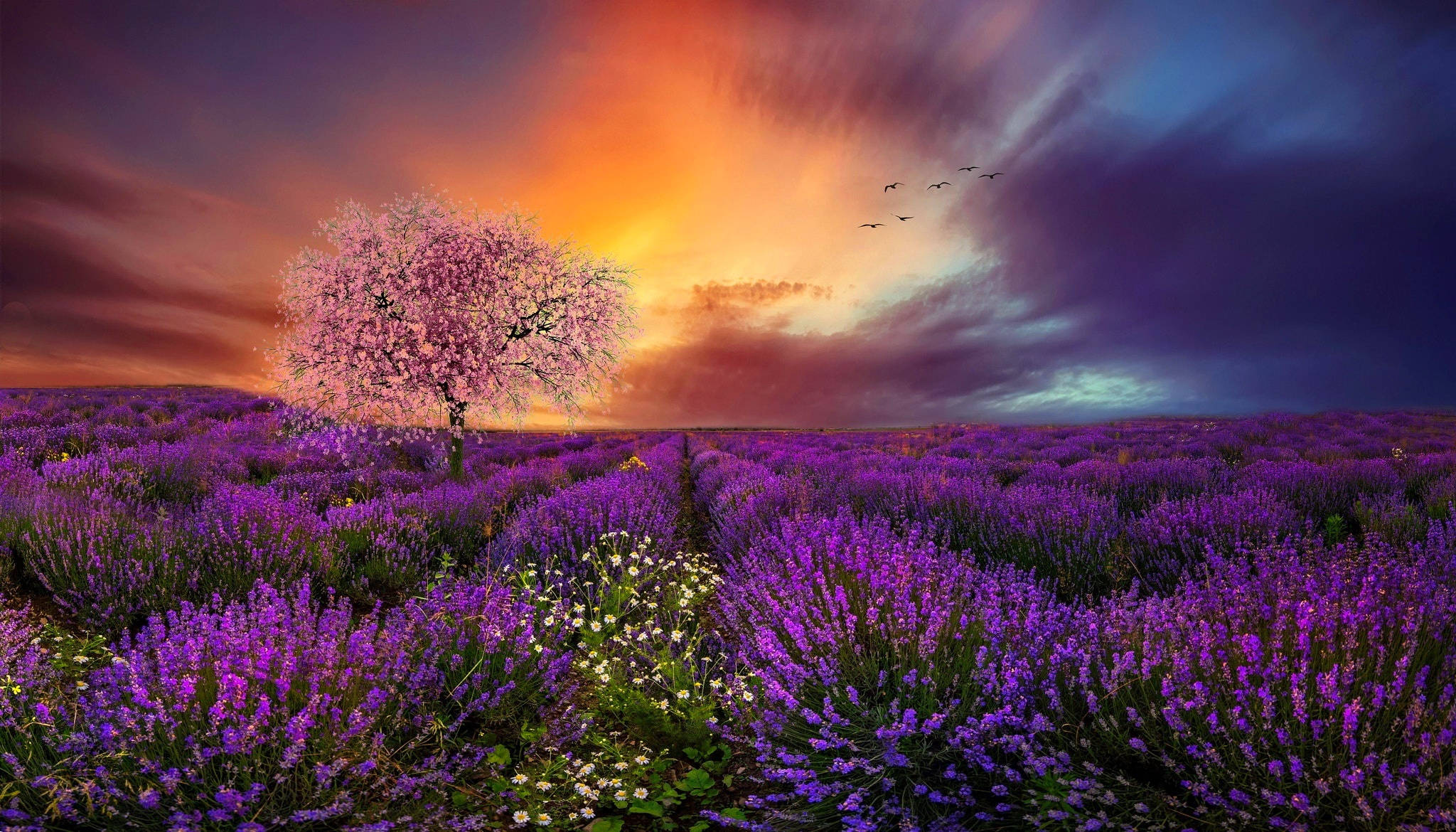 Laventel-estetiese veld, kersiebloeisels en sonsondergang Muurpapier