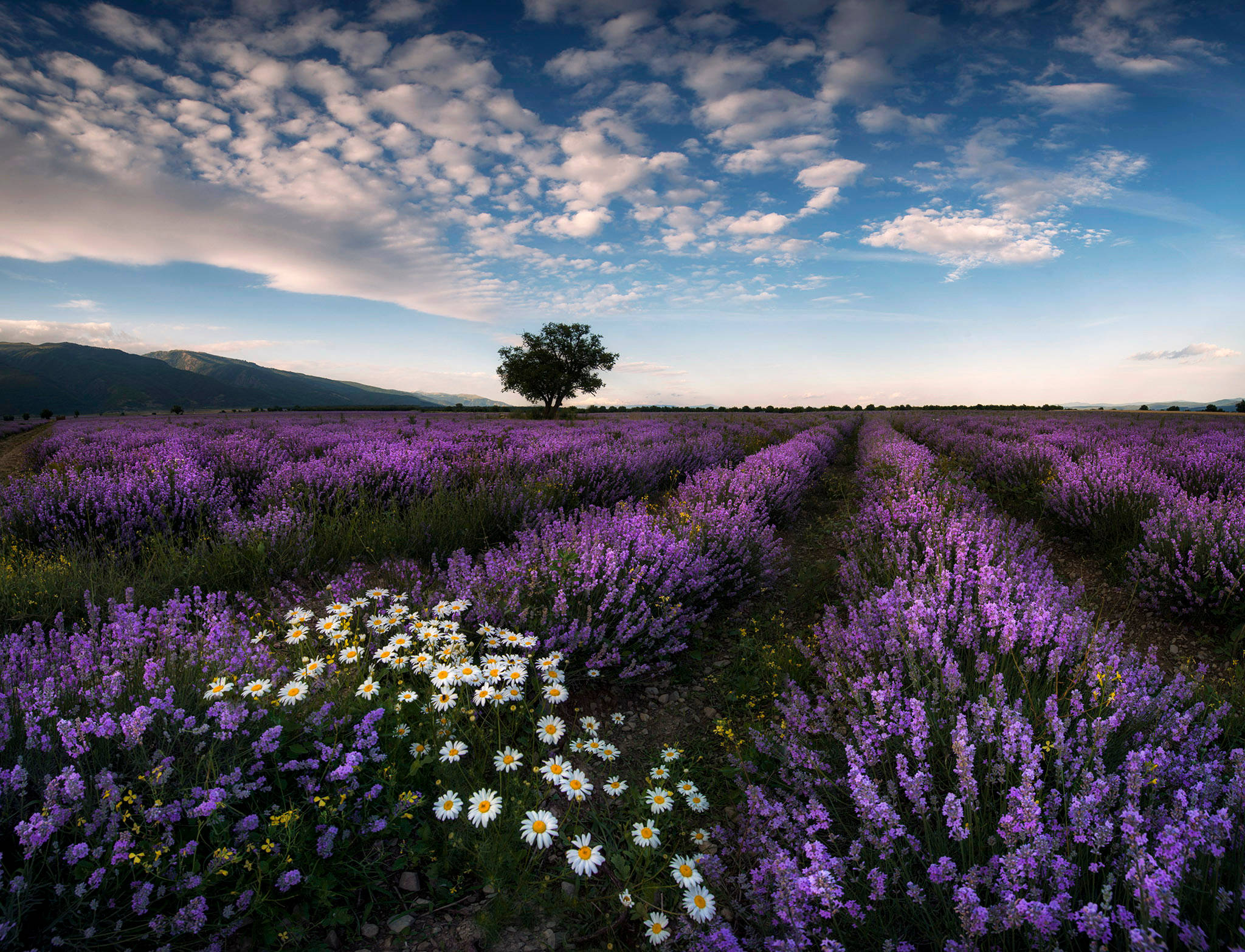 Laventel Estetiese Veld en Madeliefies Muurpapier