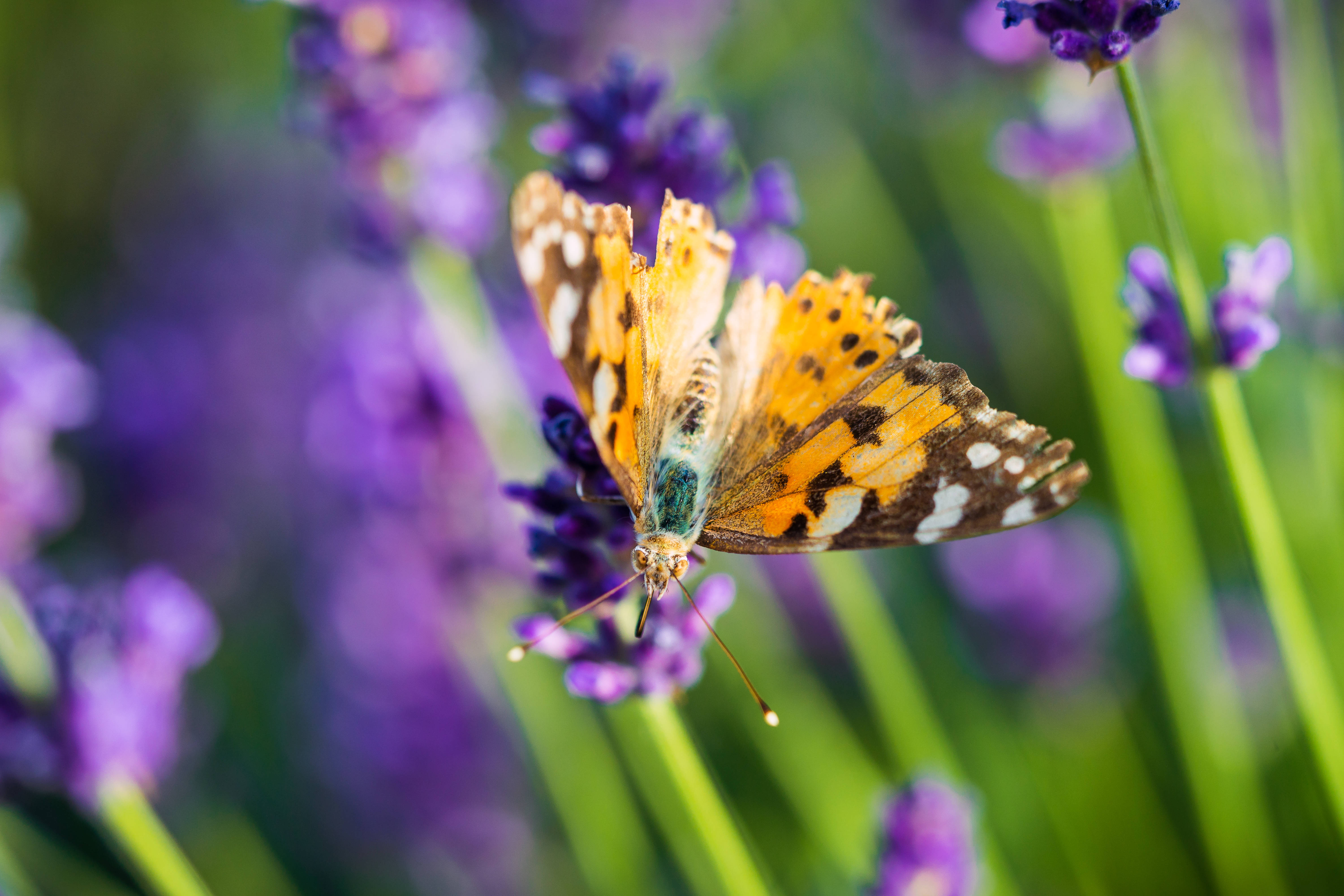 Laventel Estetiese Skoenlapper Op Blomknop Muurpapier