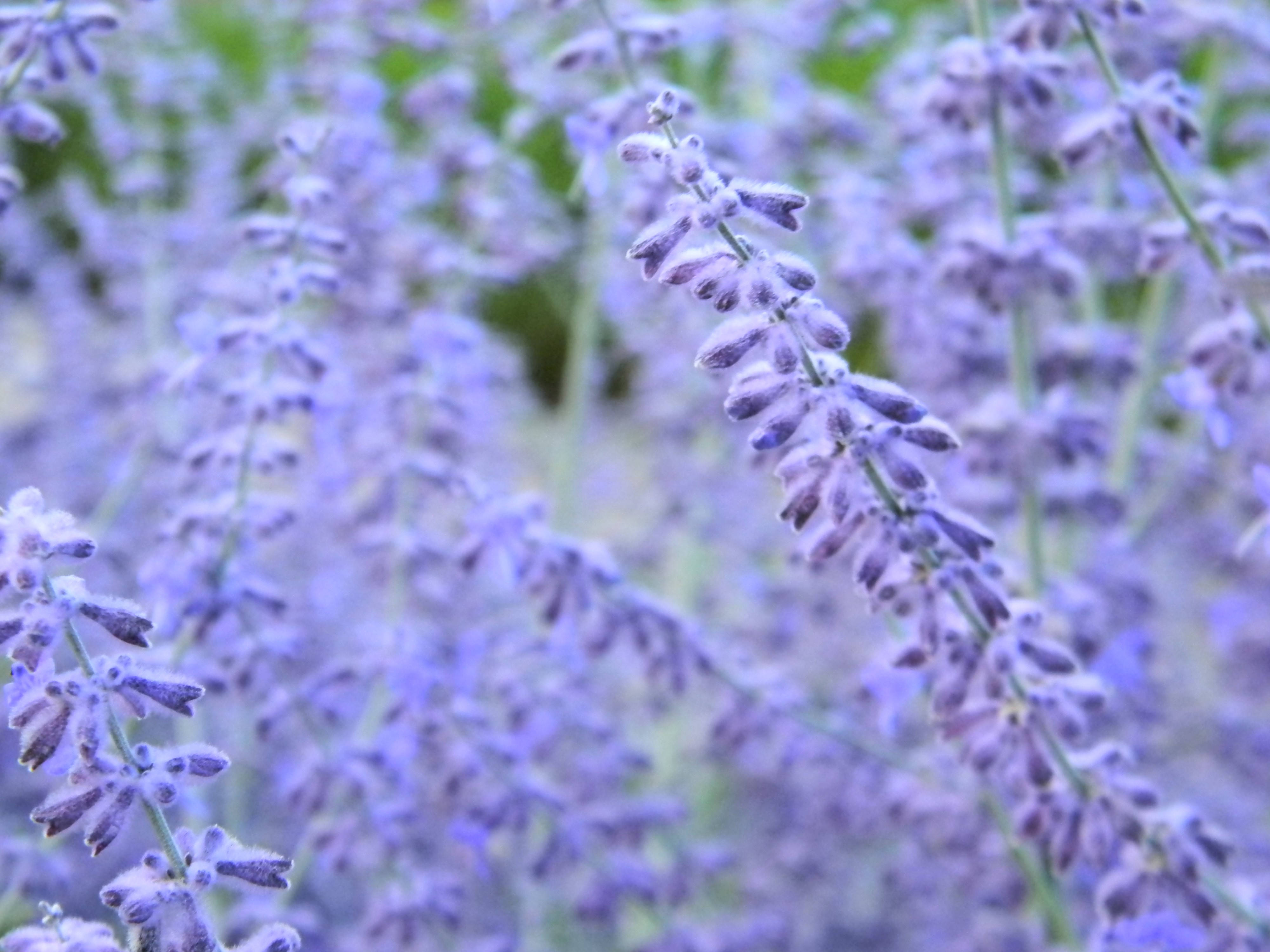 Laventel Estetiese Blomknoppe in Blom Muurpapier