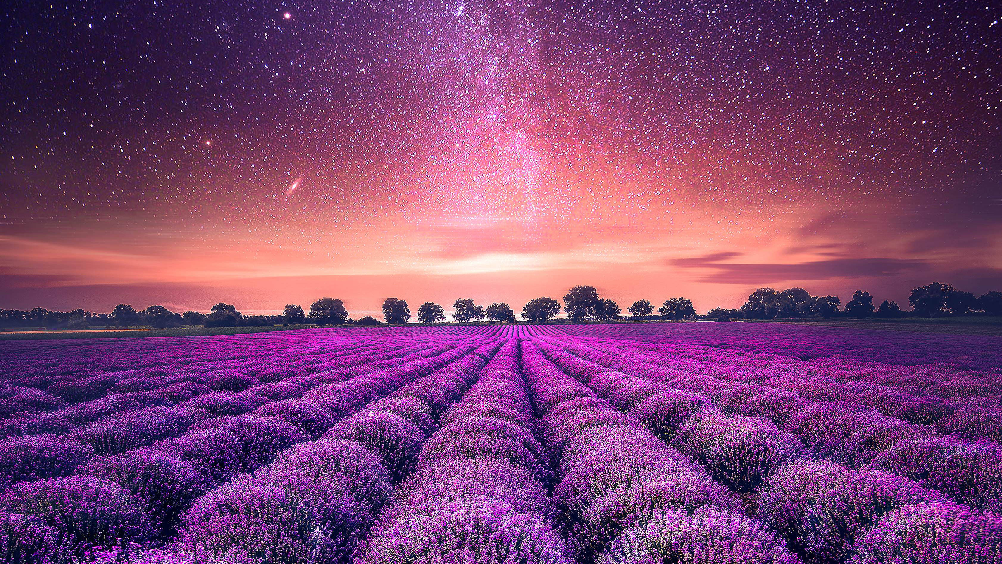 Laventel Estetiese Veld en Sterre Muurpapier