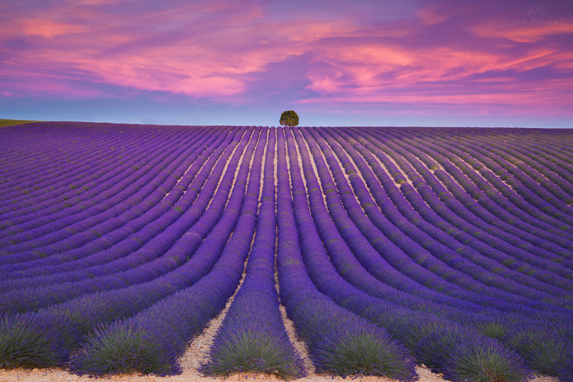 Laventel-estetiek Netjiese Rye en Violet Lug Muurpapier