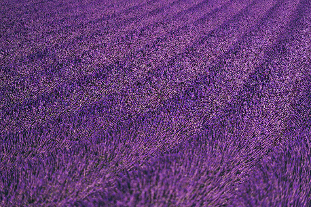 Laventel Estetiese Netjiese Blommeveld Muurpapier