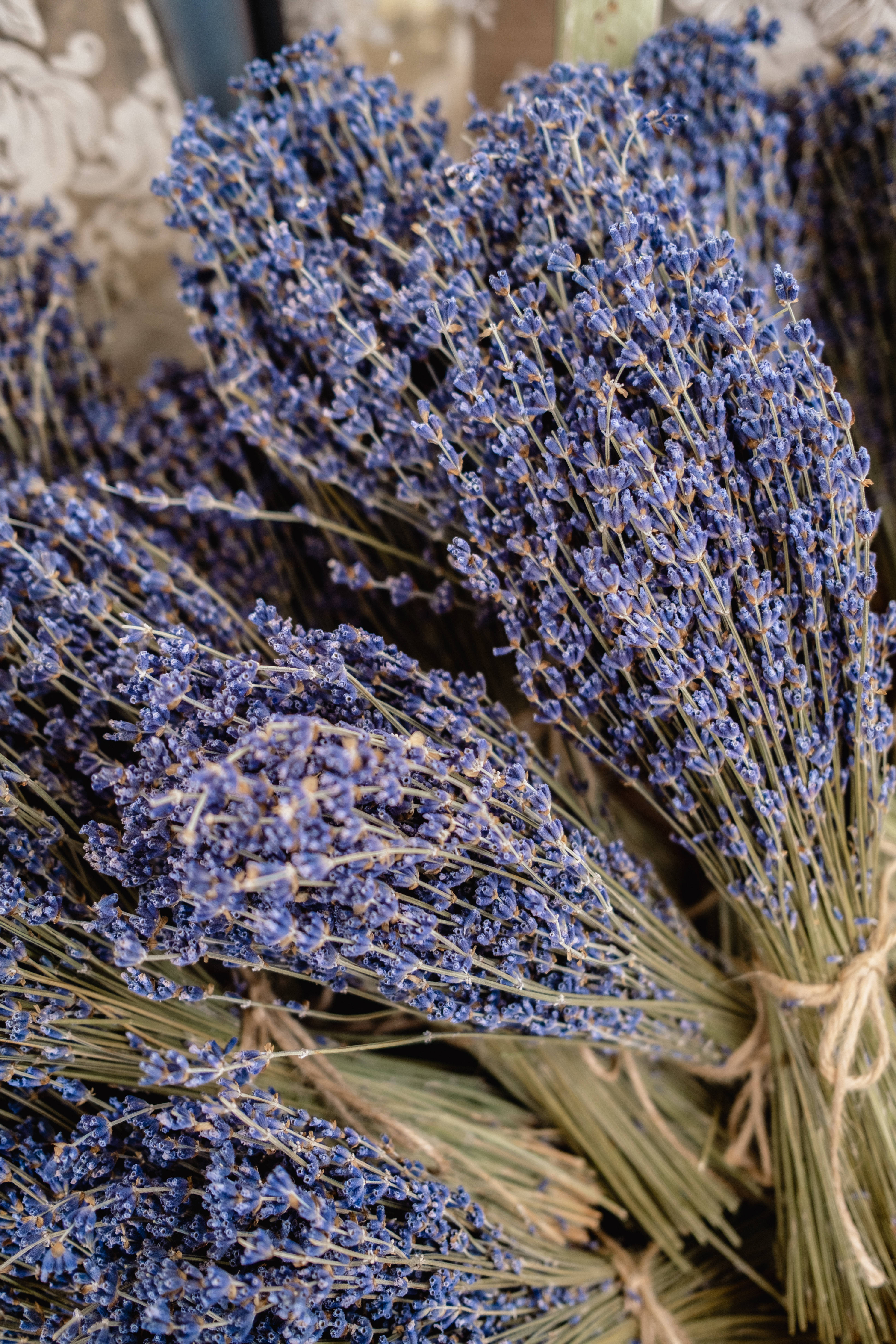 Laventel Estetiese Ruiker van Blomme Muurpapier