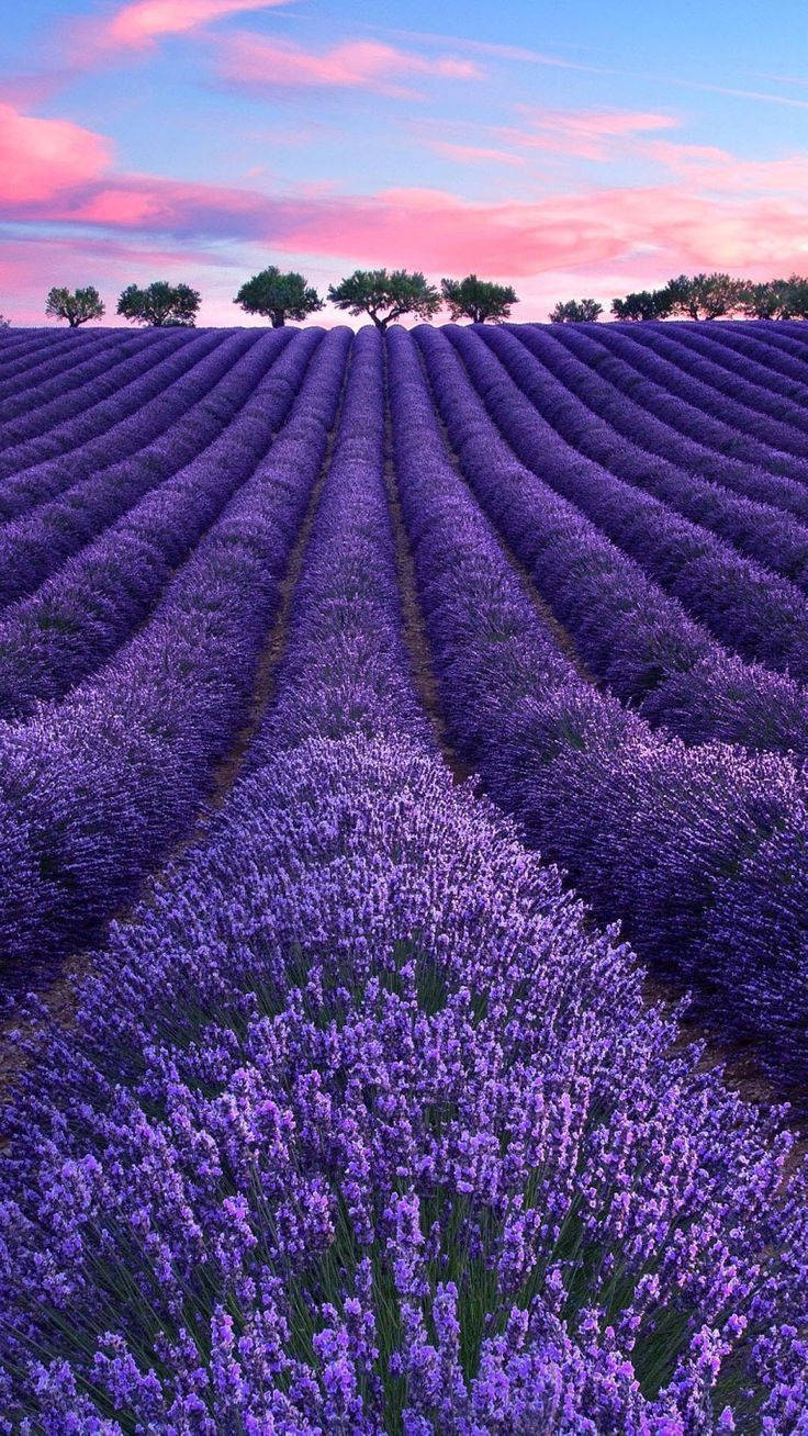 Laventel-estetiese veld, bome en pienk wolke Muurpapier