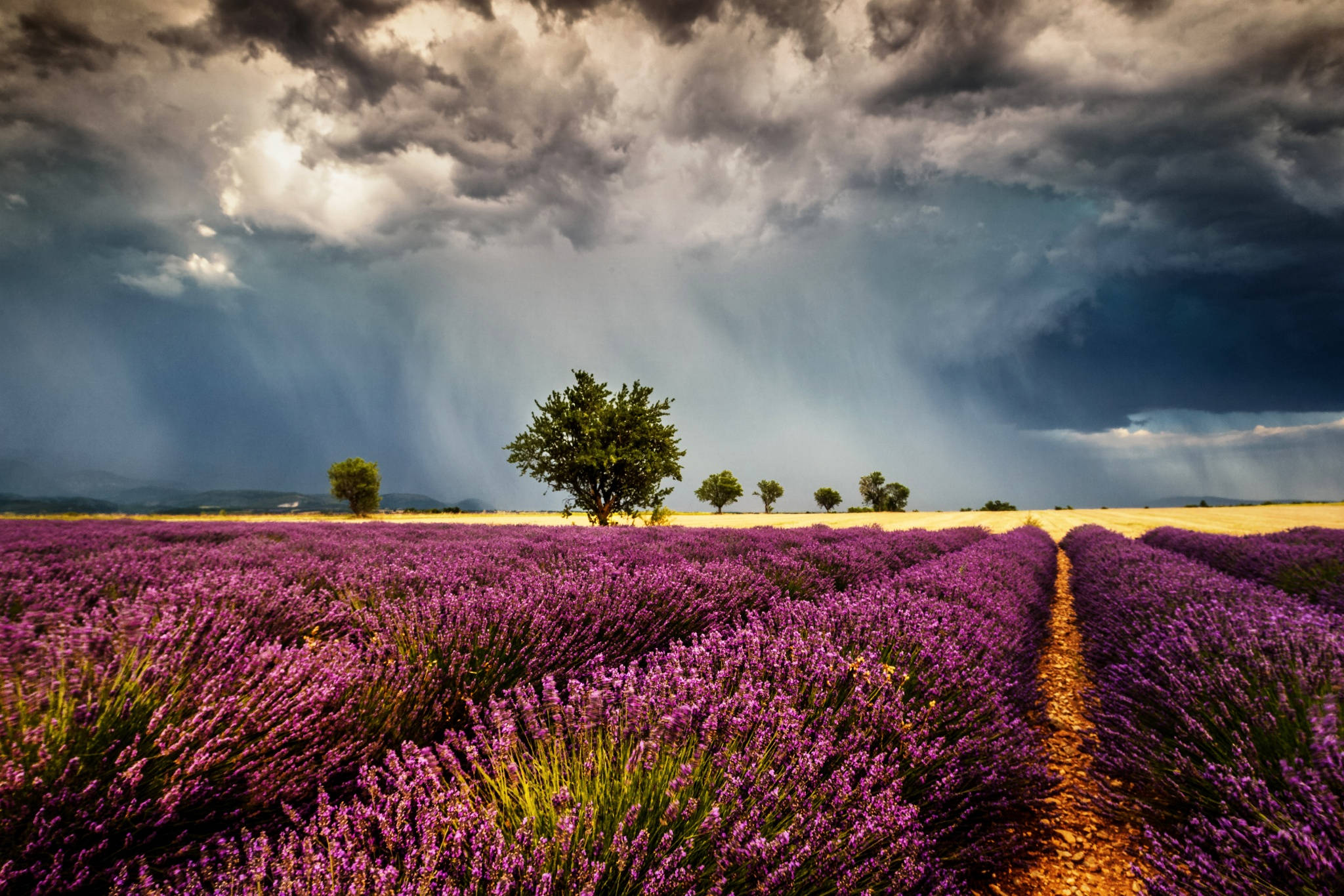Laventel Estetiese Veld en Reënwolke Muurpapier