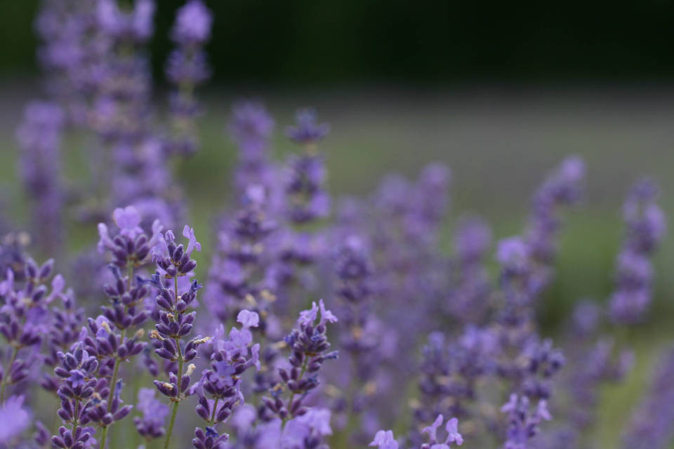Laventel Estetiese Violet Knoppe Muurpapier
