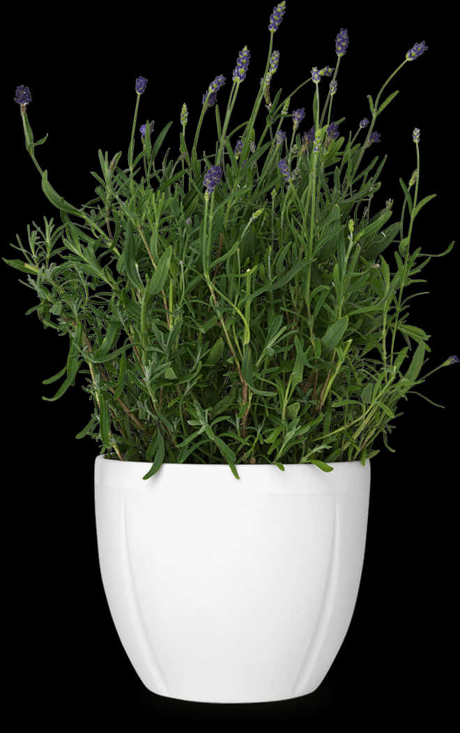 Laventel in Wit Pot op Swart Agtergrond.JPG Muurpapier