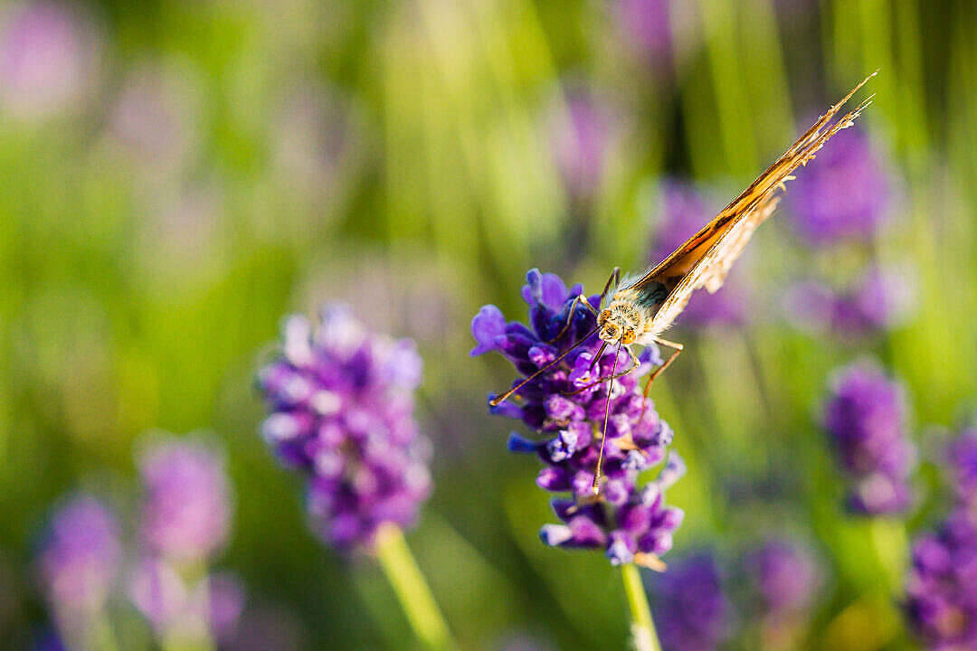 Laventel met Estetiese Skoenlapper Muurpapier