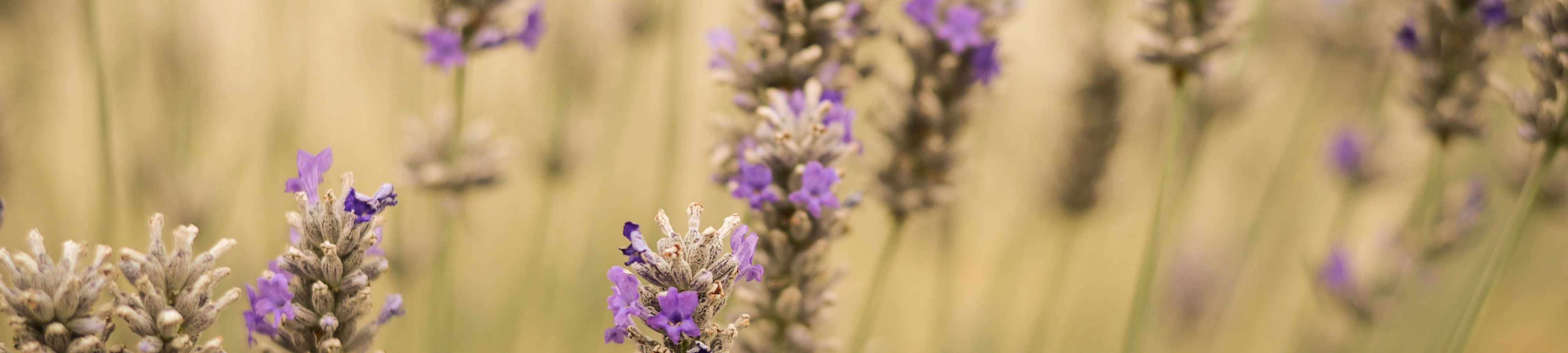 laventelblomme in 'n veld met 'n vaal agtergrond Muurpapier