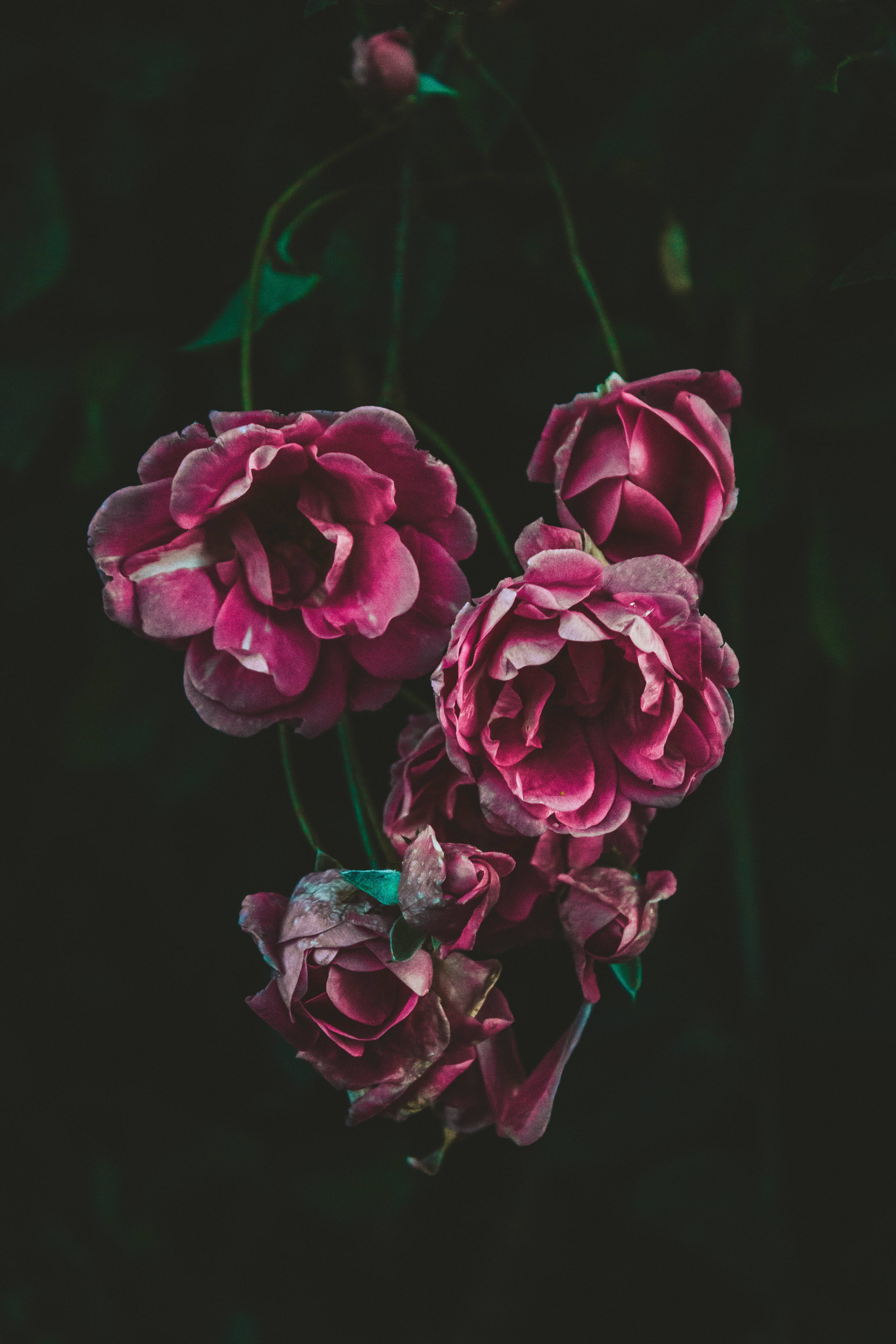 Laventelrose in Ranke Muurpapier