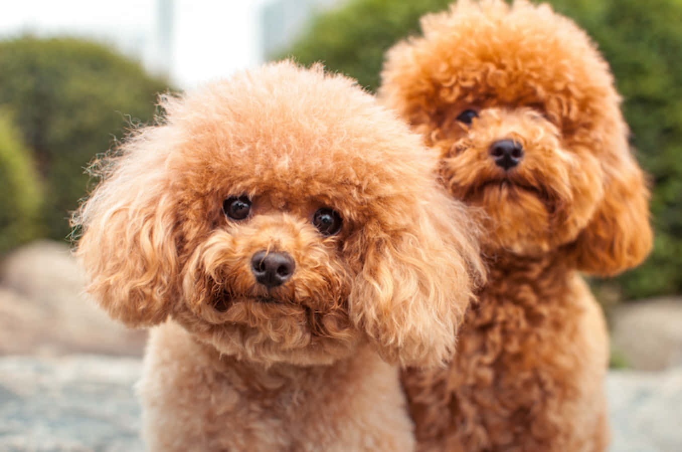 Leer die Affenpinscher Ken - Die Aaphond Muurpapier