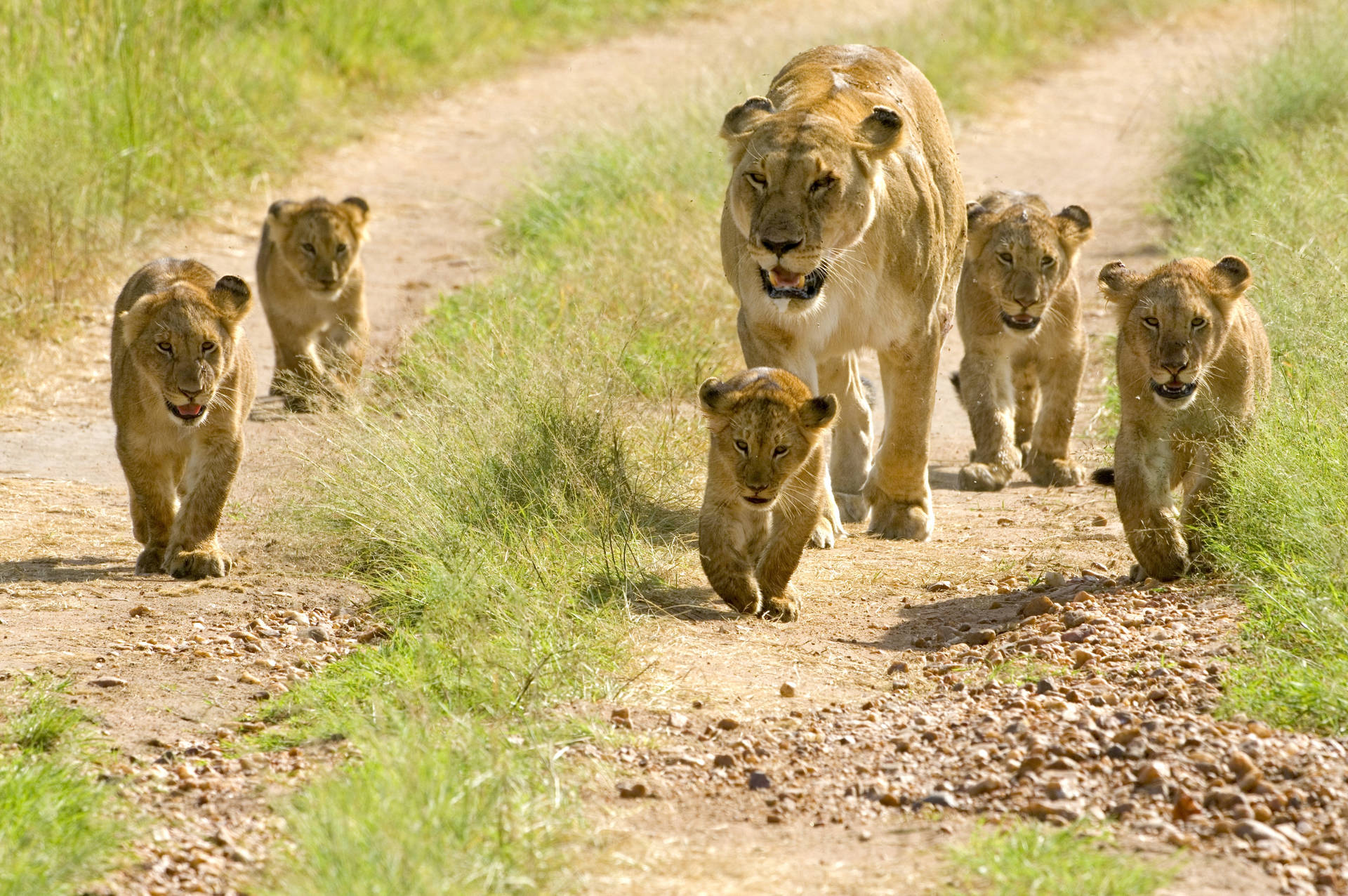 Leeuwelpies in die Wildernis agtergrond