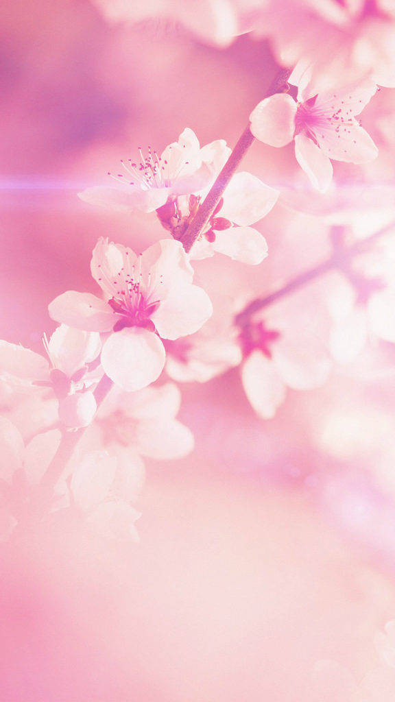 Lente Blom iPhone Muurpapier
