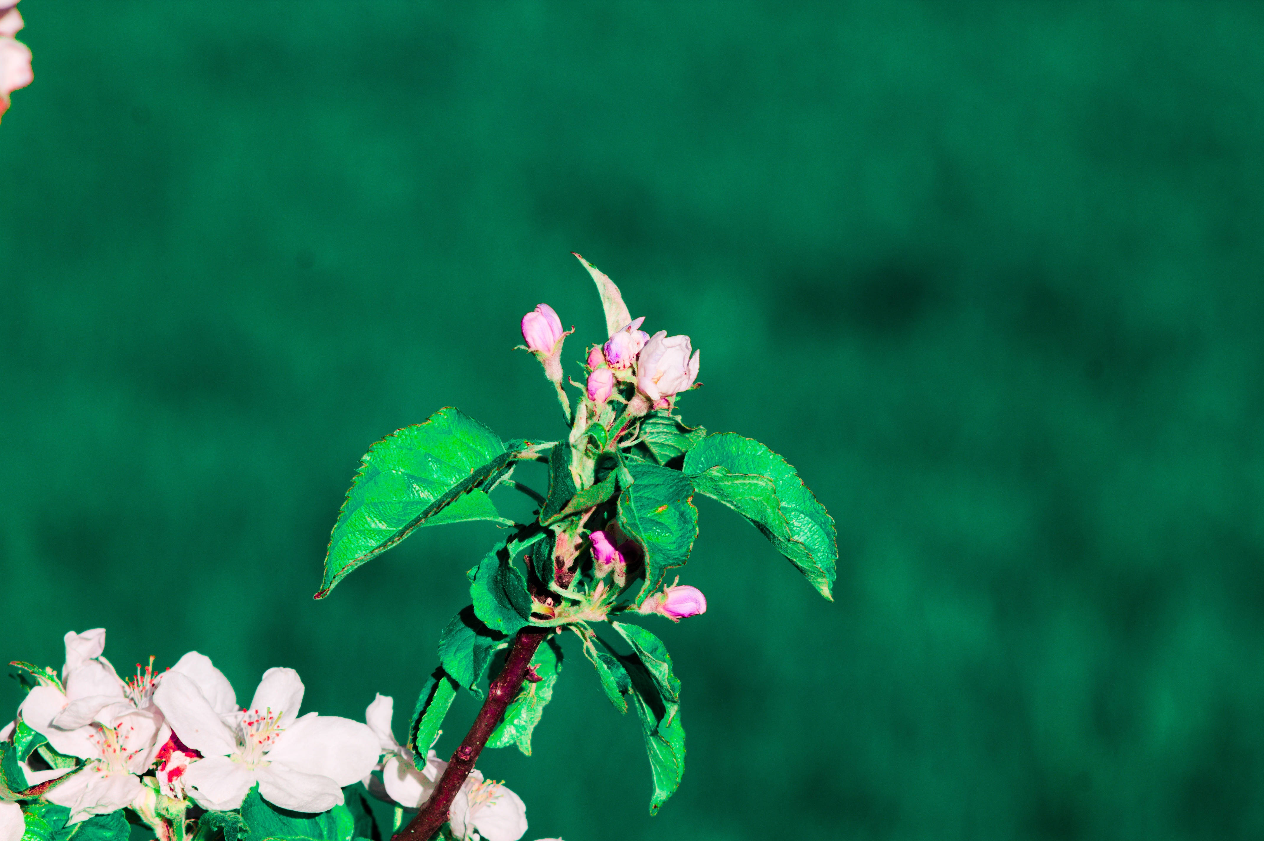 Lente Blom Tak Muurpapier