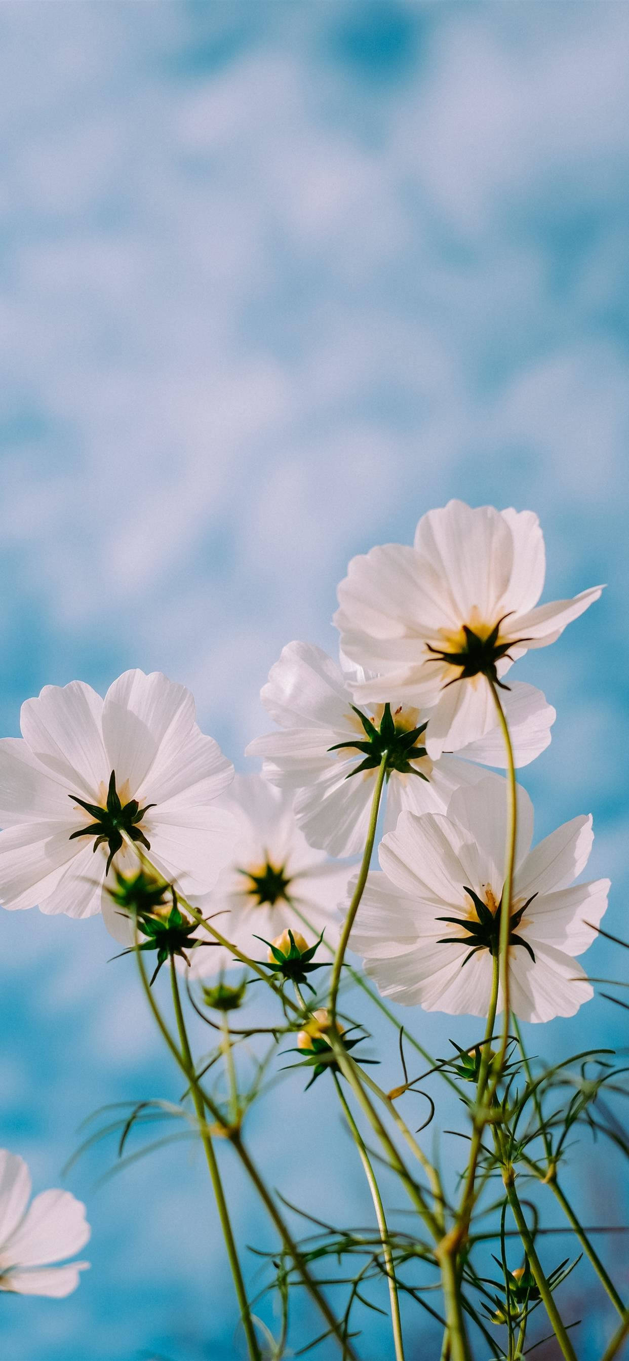Lente Blomme iPhone 11 Pro Max Muurpapier