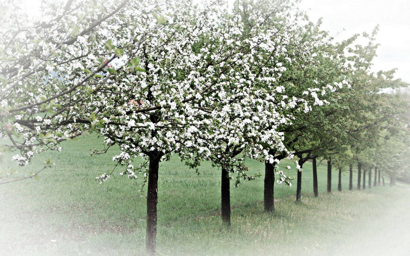 Lente Bome Muurpapier