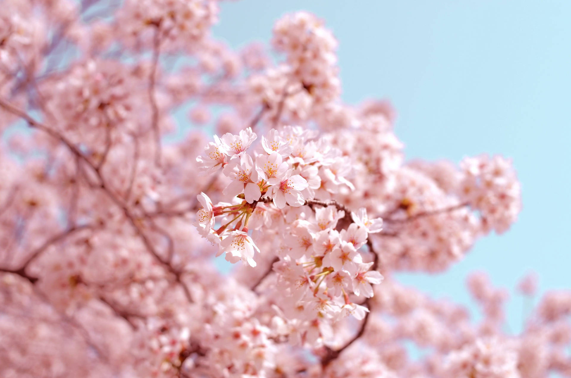 Lente-estetika Vlak Fokus — Kersiebloeisel Muurpapier