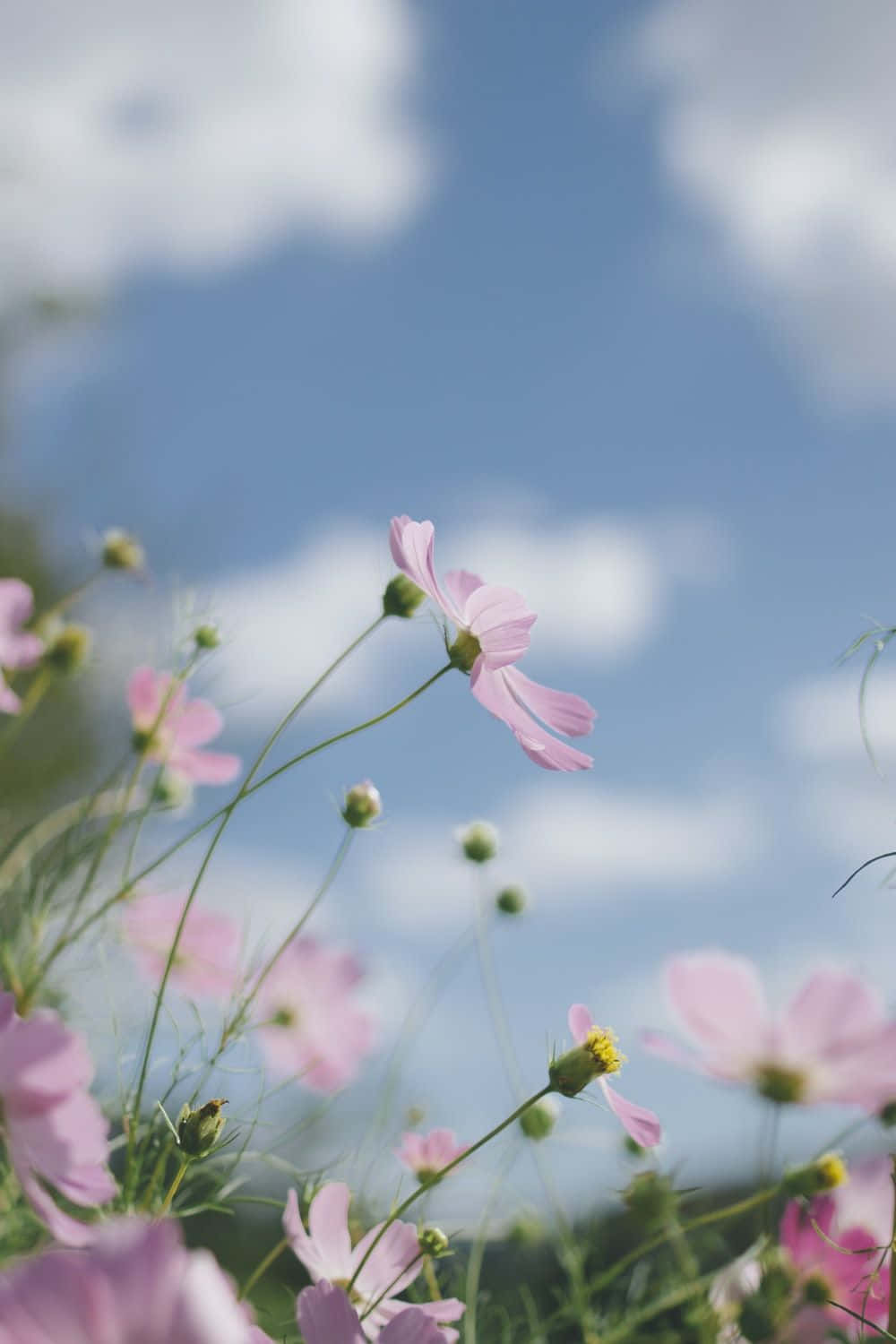 Lente Pastel Wonderland Muurpapier