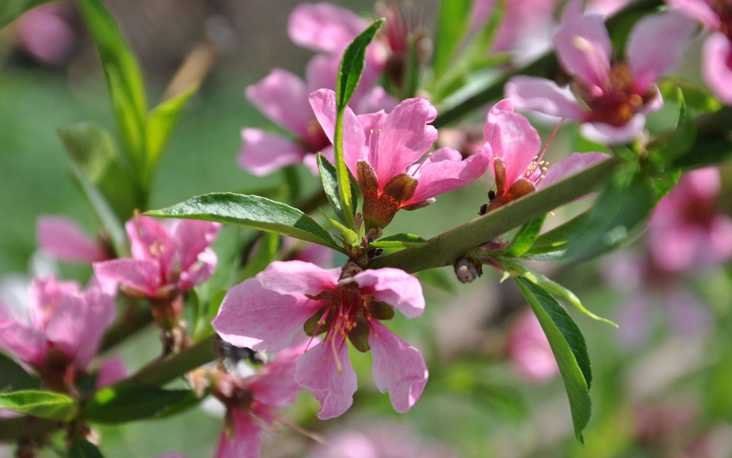 Lente Pienk Bloeisels Muurpapier