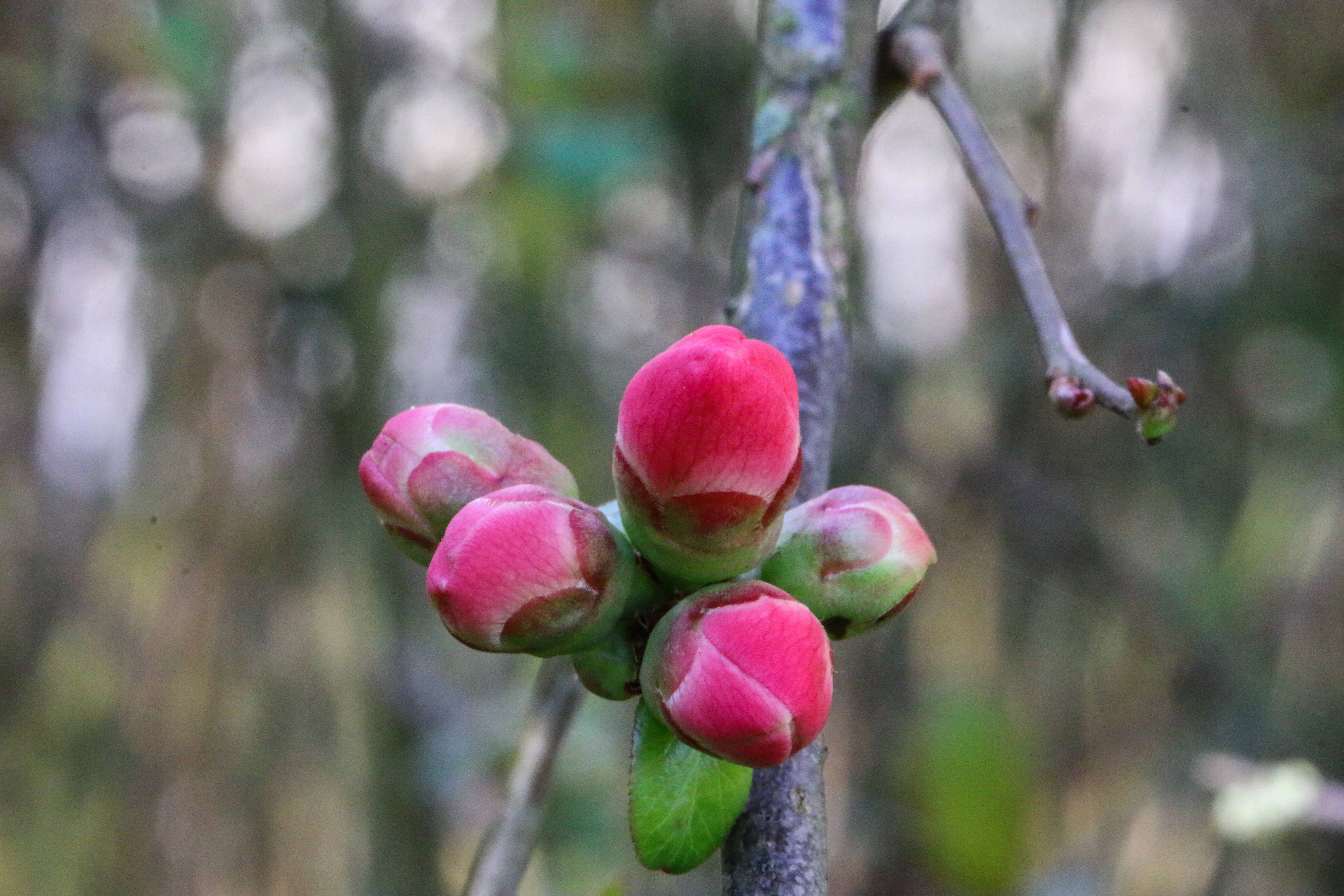 Lente Rooi Blomknoppies Muurpapier