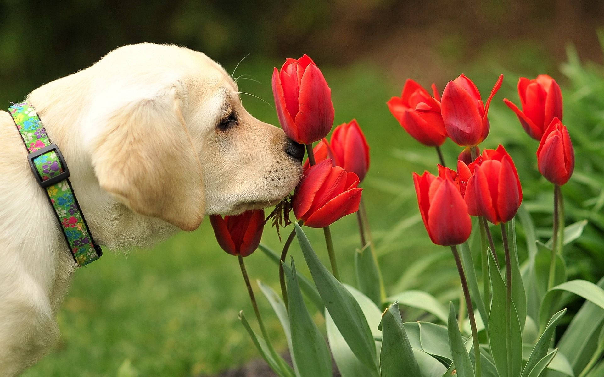 Hond agtergrond van oulike Lab hondjie wat rooi tulpe in die tuin ruik