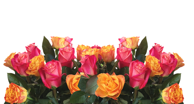 Lewendige Geel Pienk Rose Swart Agtergrond Muurpapier