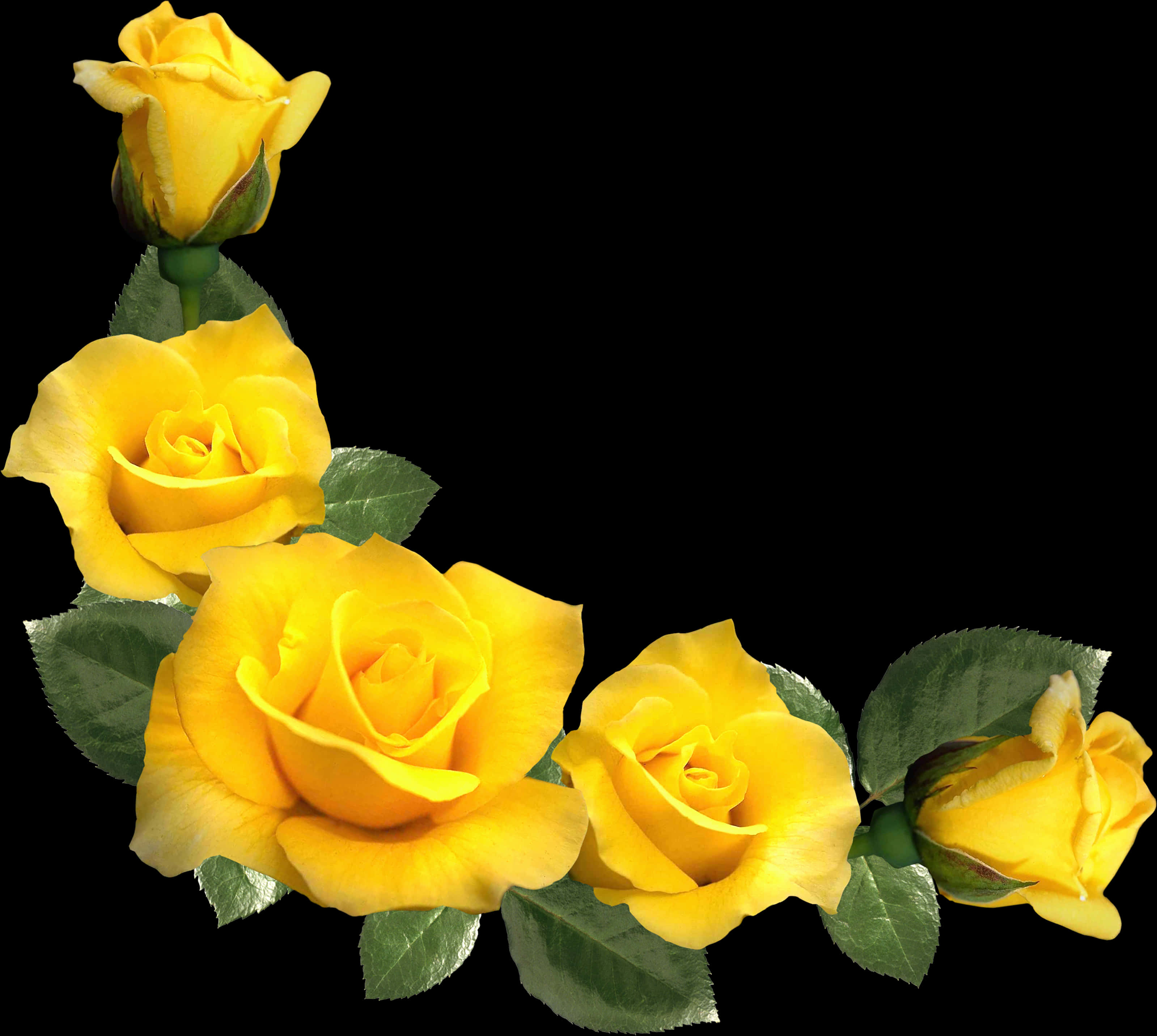 Lewendige Geel Rose Swart Agtergrond Muurpapier