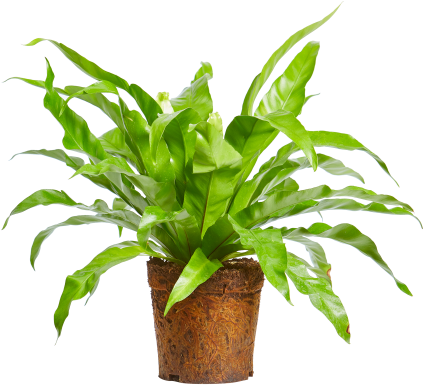 Lewendige groen binnenshuise plant in pot Muurpapier