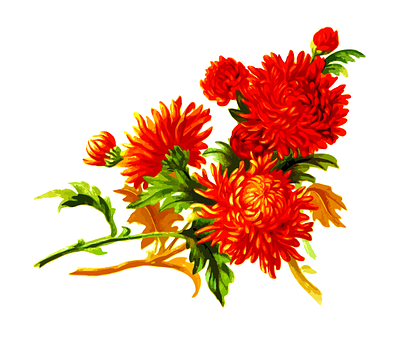 Lewendige Oranje Krisant Blomkuns Muurpapier