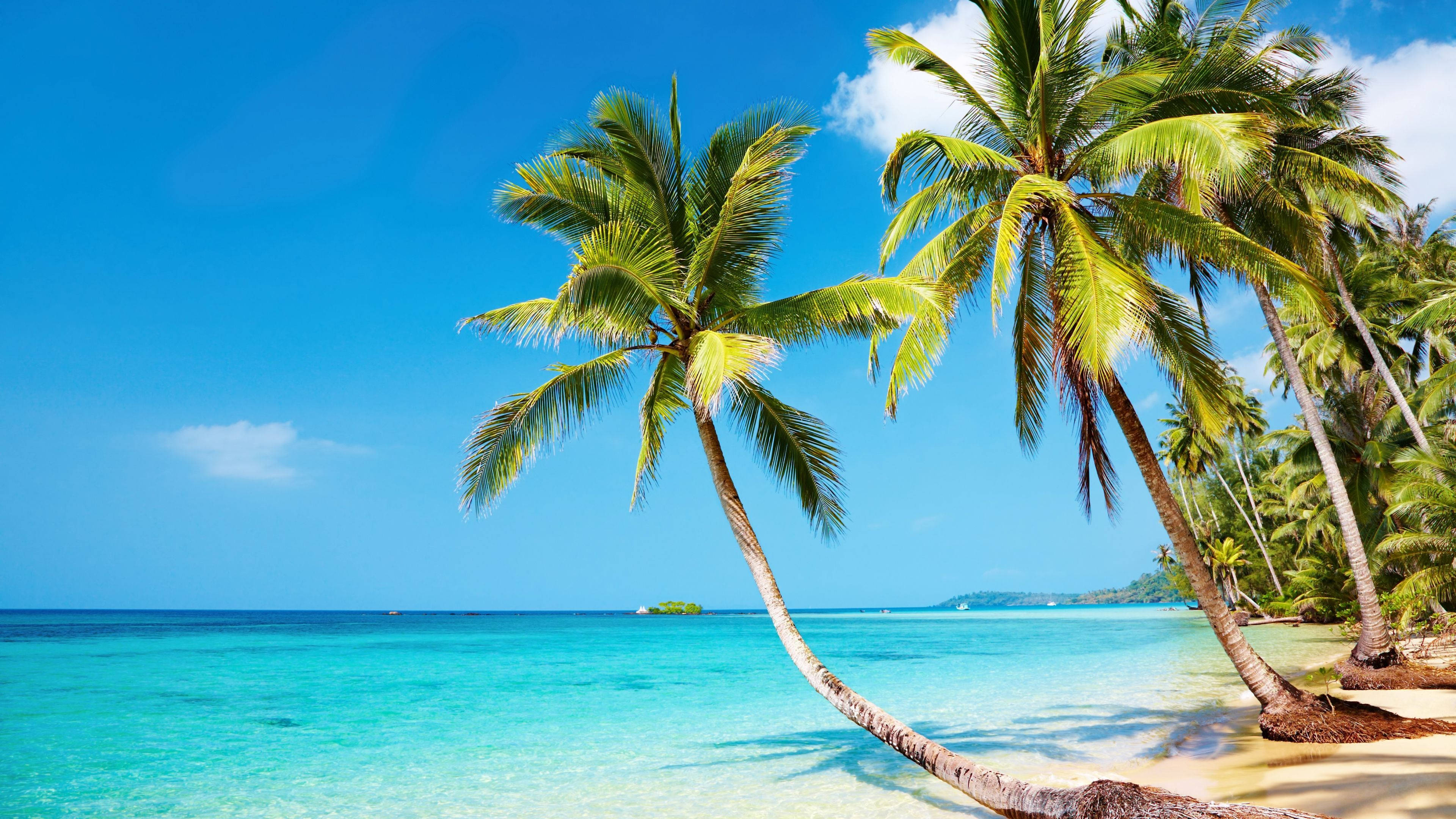 Lewendige Palms op 'n Pragtige Strand Muurpapier